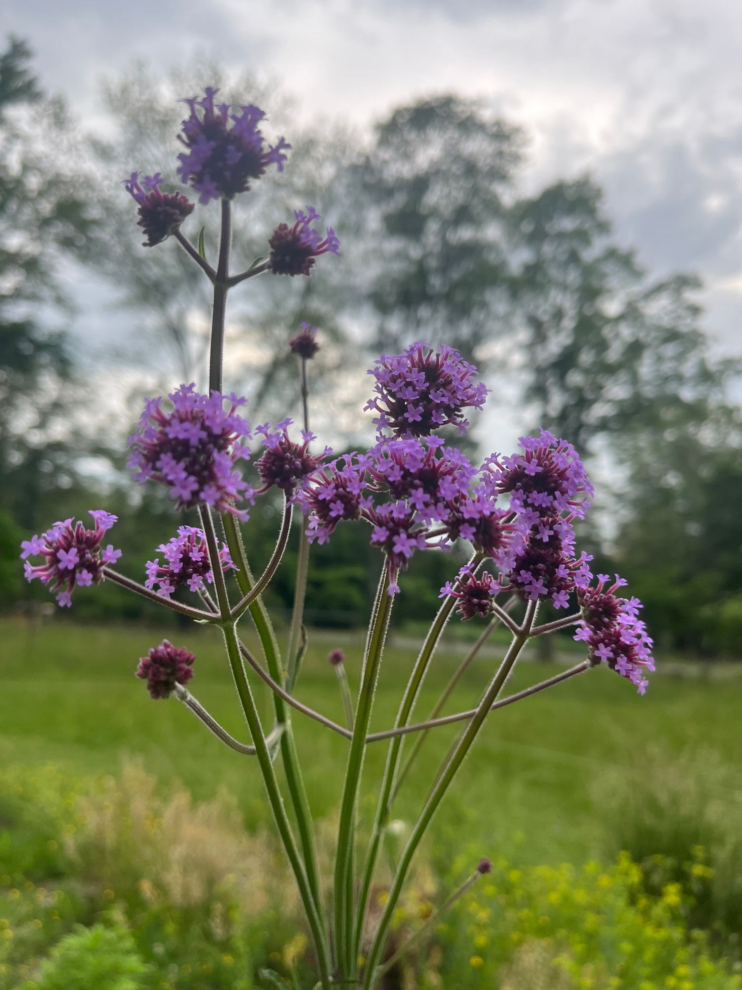 VERBENA bonariensis