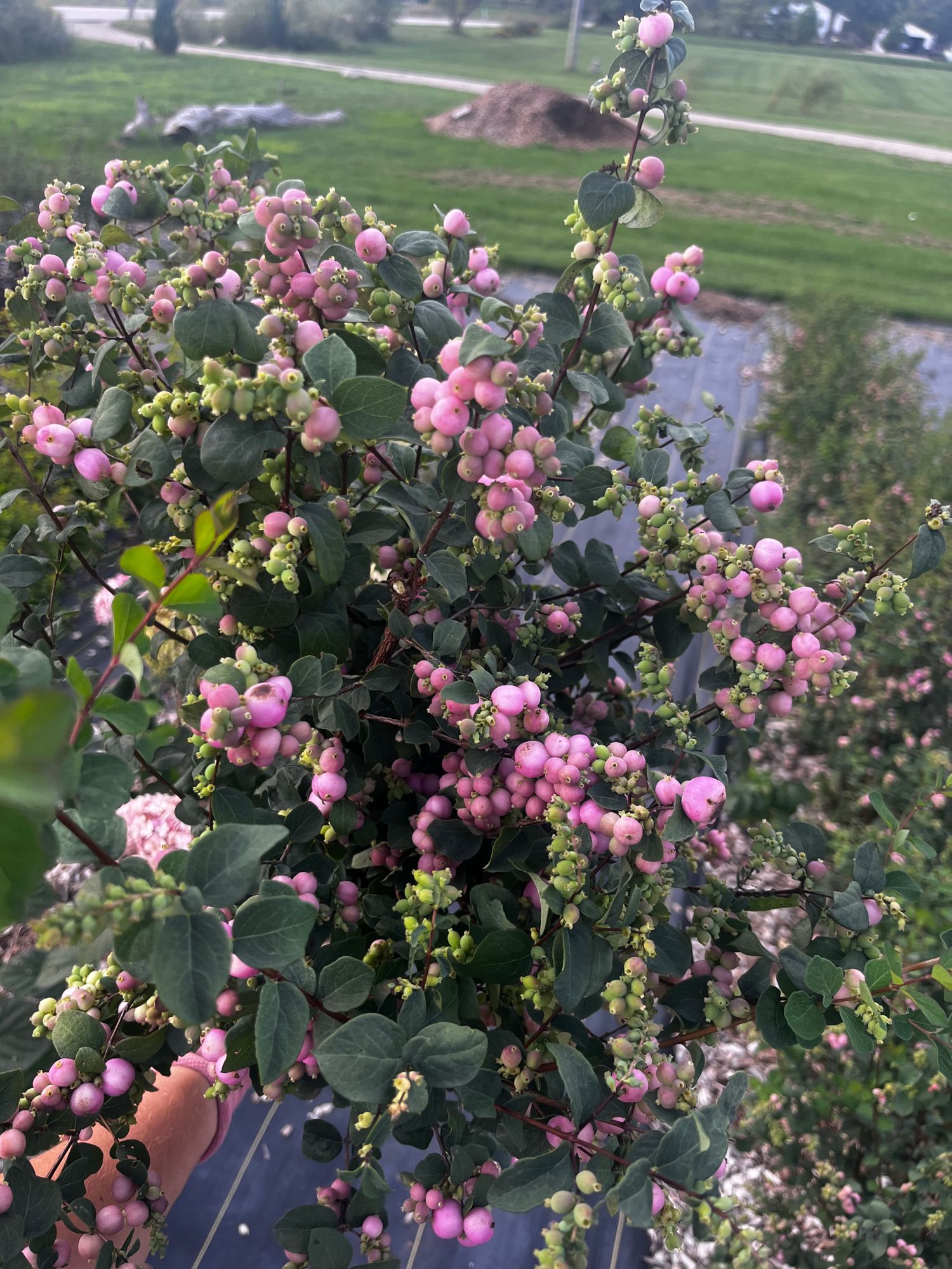 SYMPHORICARPOS sp Proud Berry