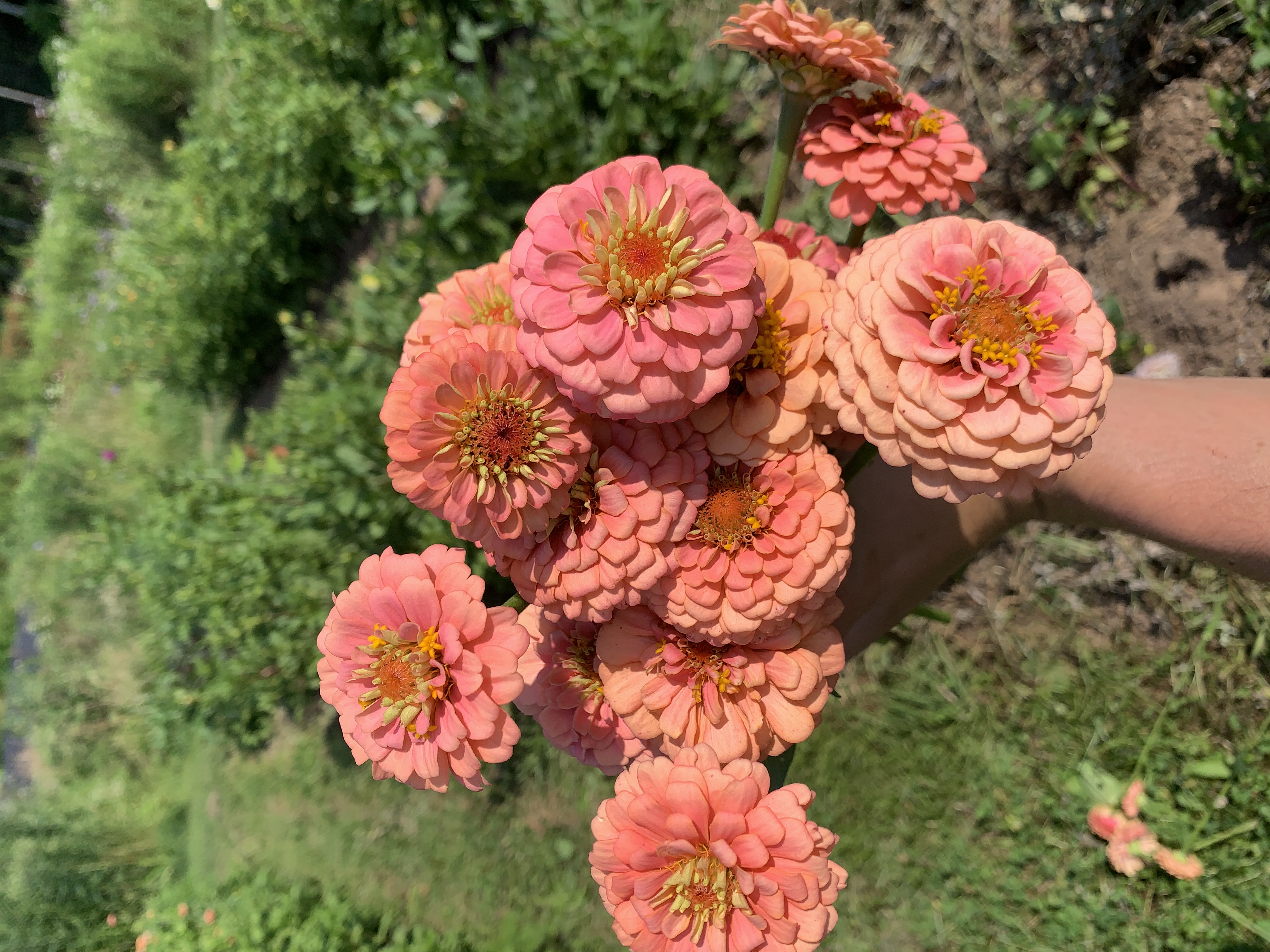 ZINNIA