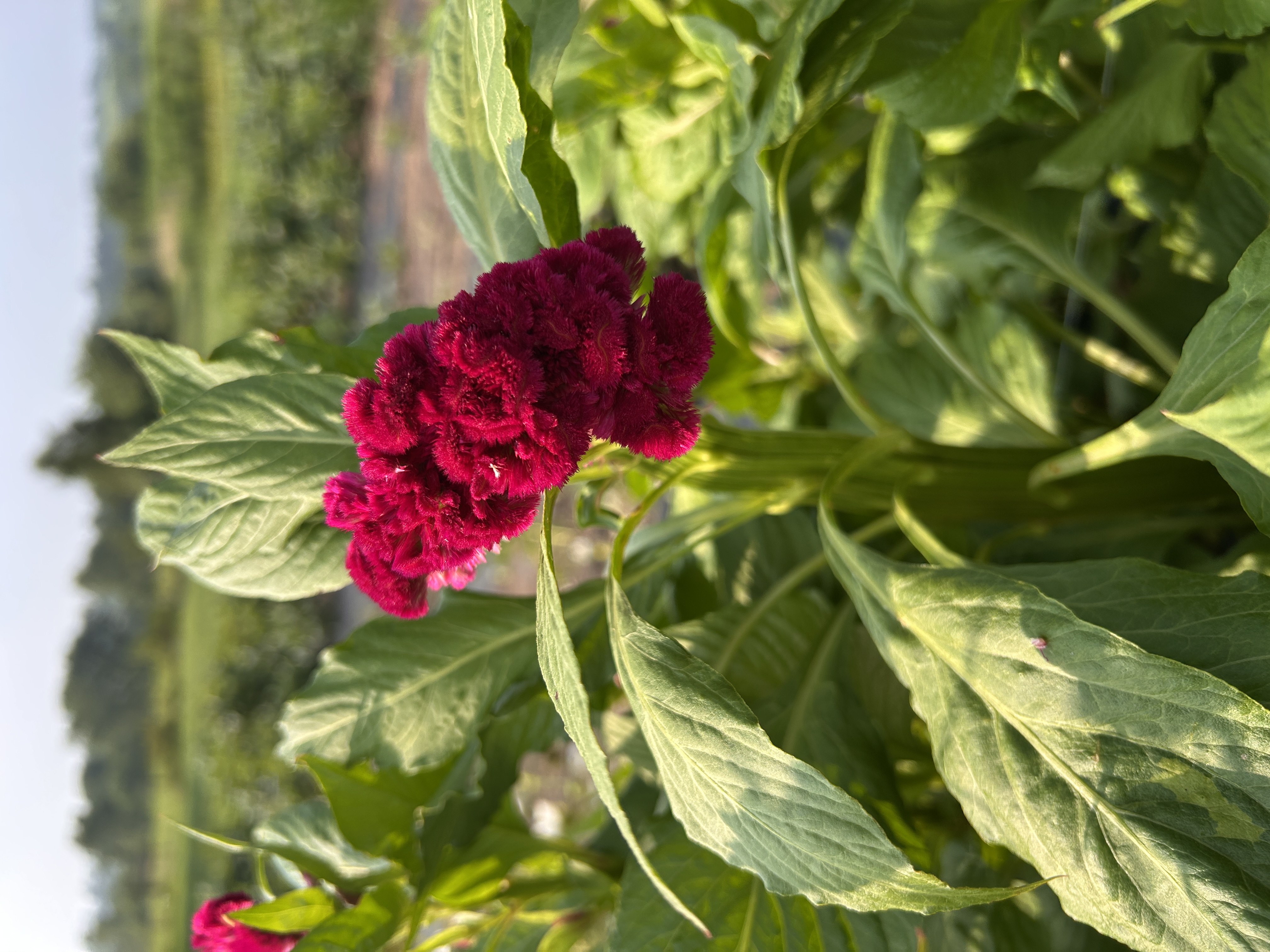 CELOSIA argentea var. cristata Cramer's Rose