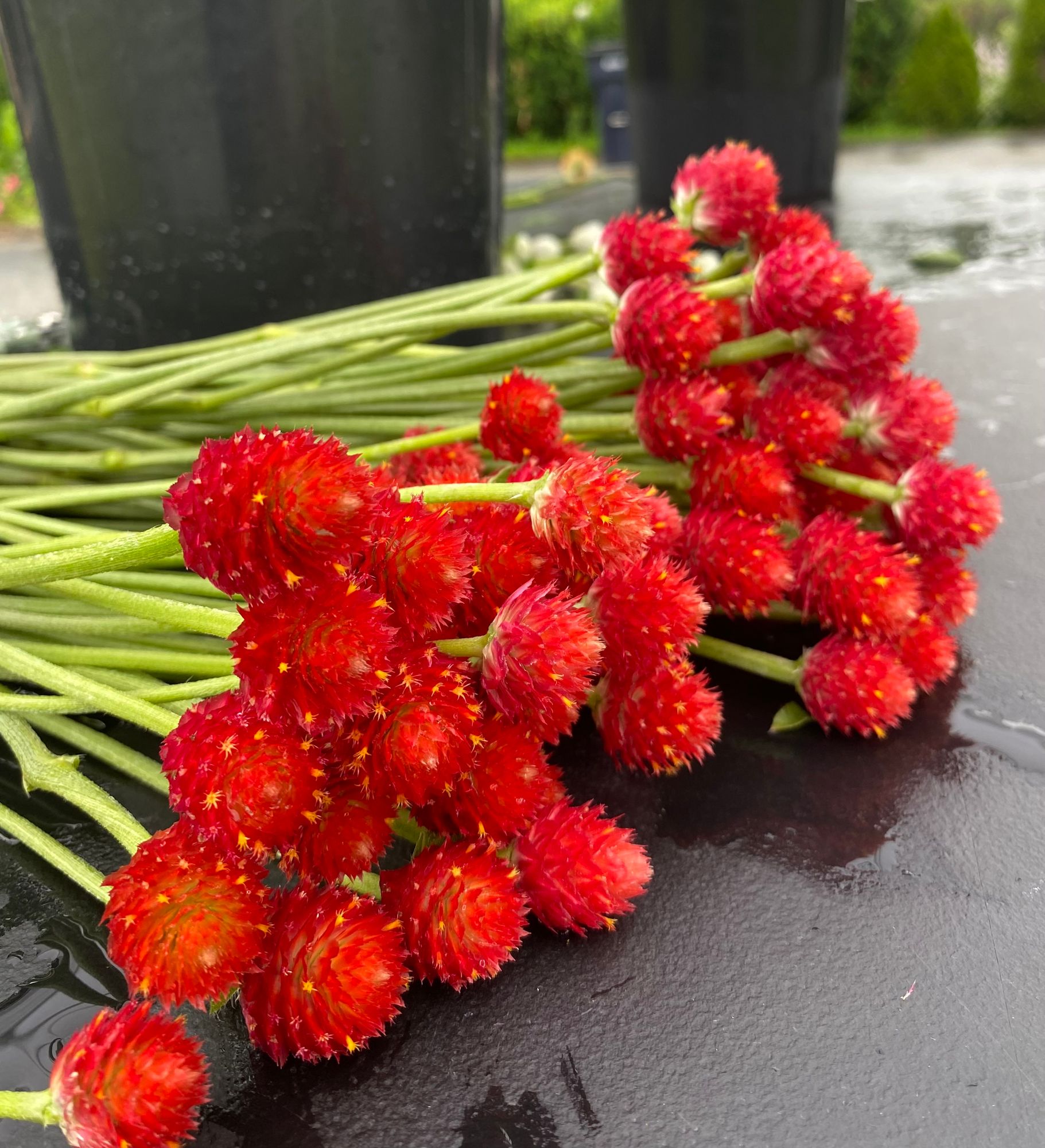 GOMPHRENA haageana Strawberry Fields