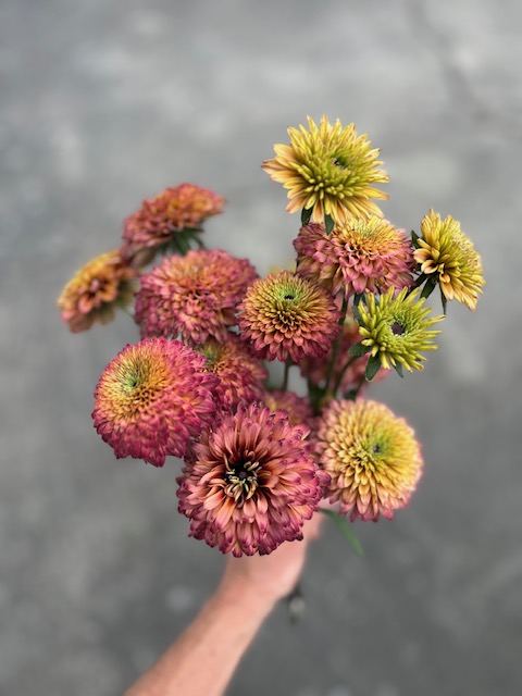 ECHIBECKIA x Summerina Sugar Shake