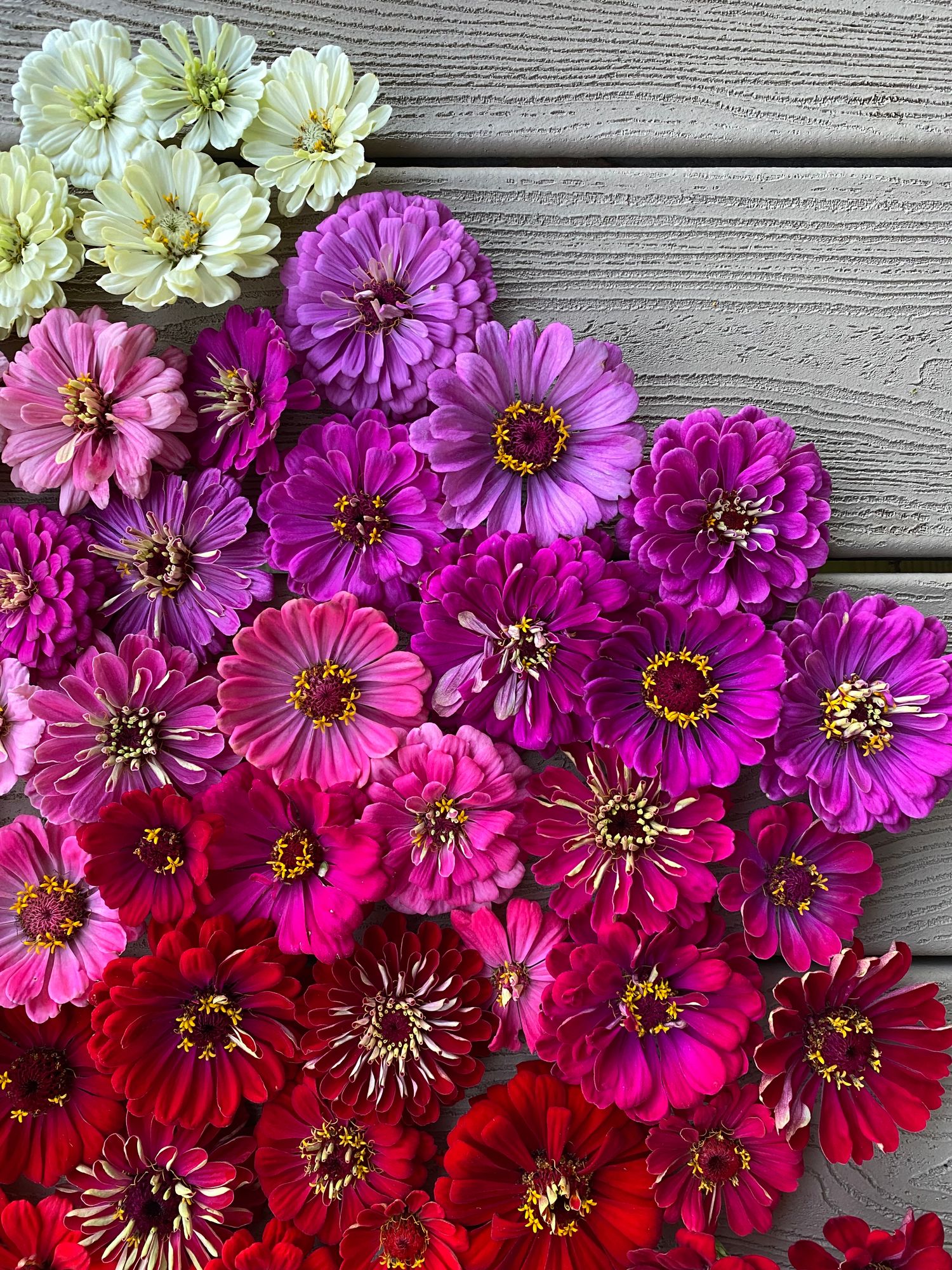 ZINNIA elegans California Giants