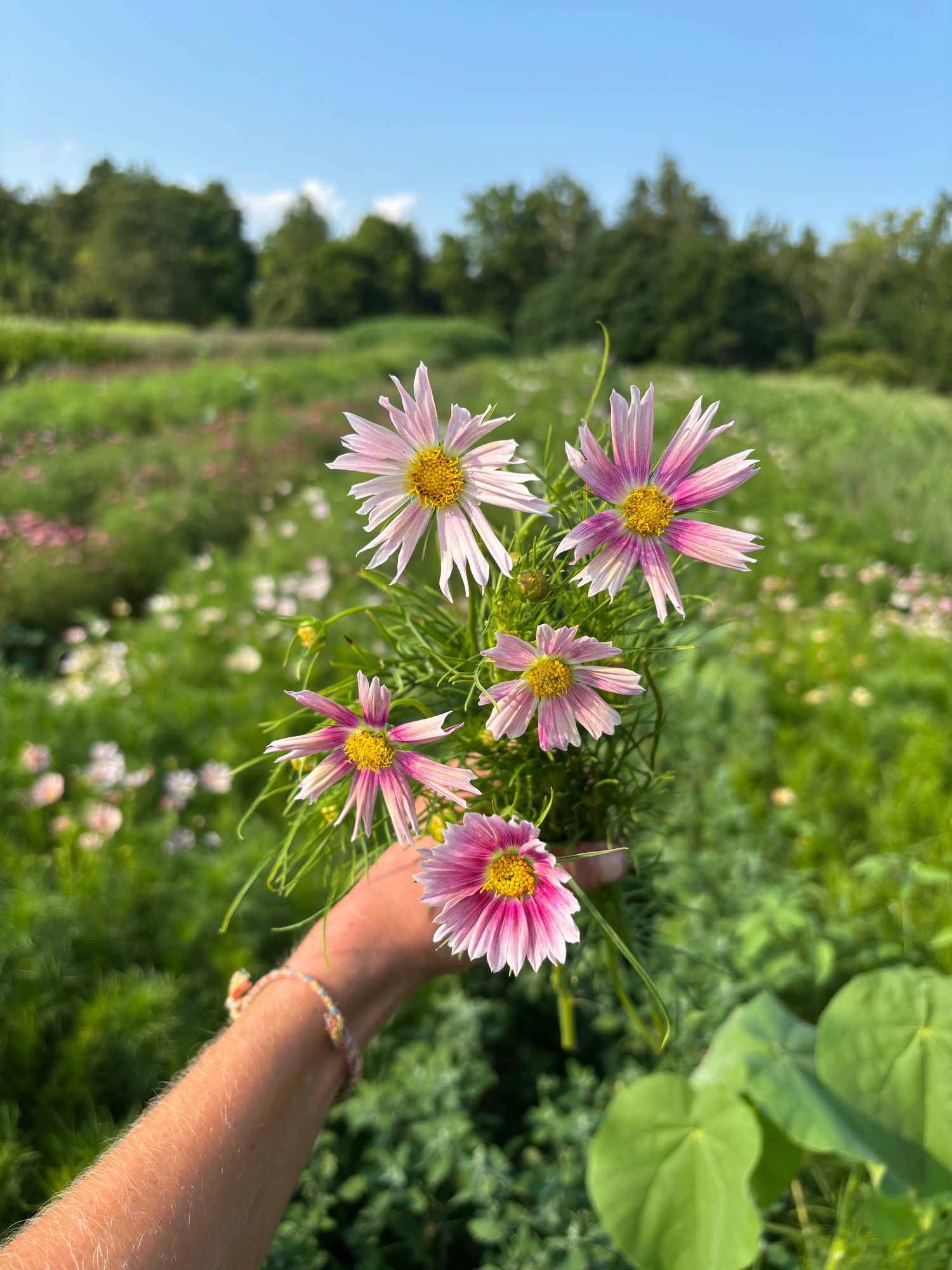 COSMOS bipinnatus Apricot Lemonade