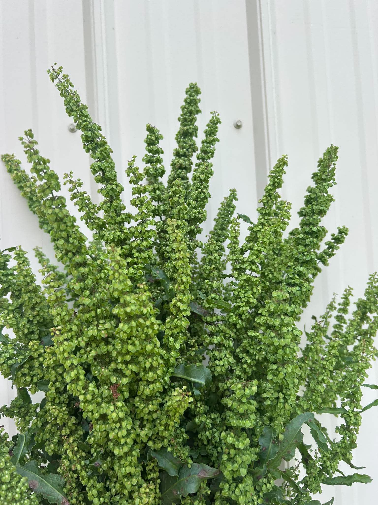 RUMEX crispus