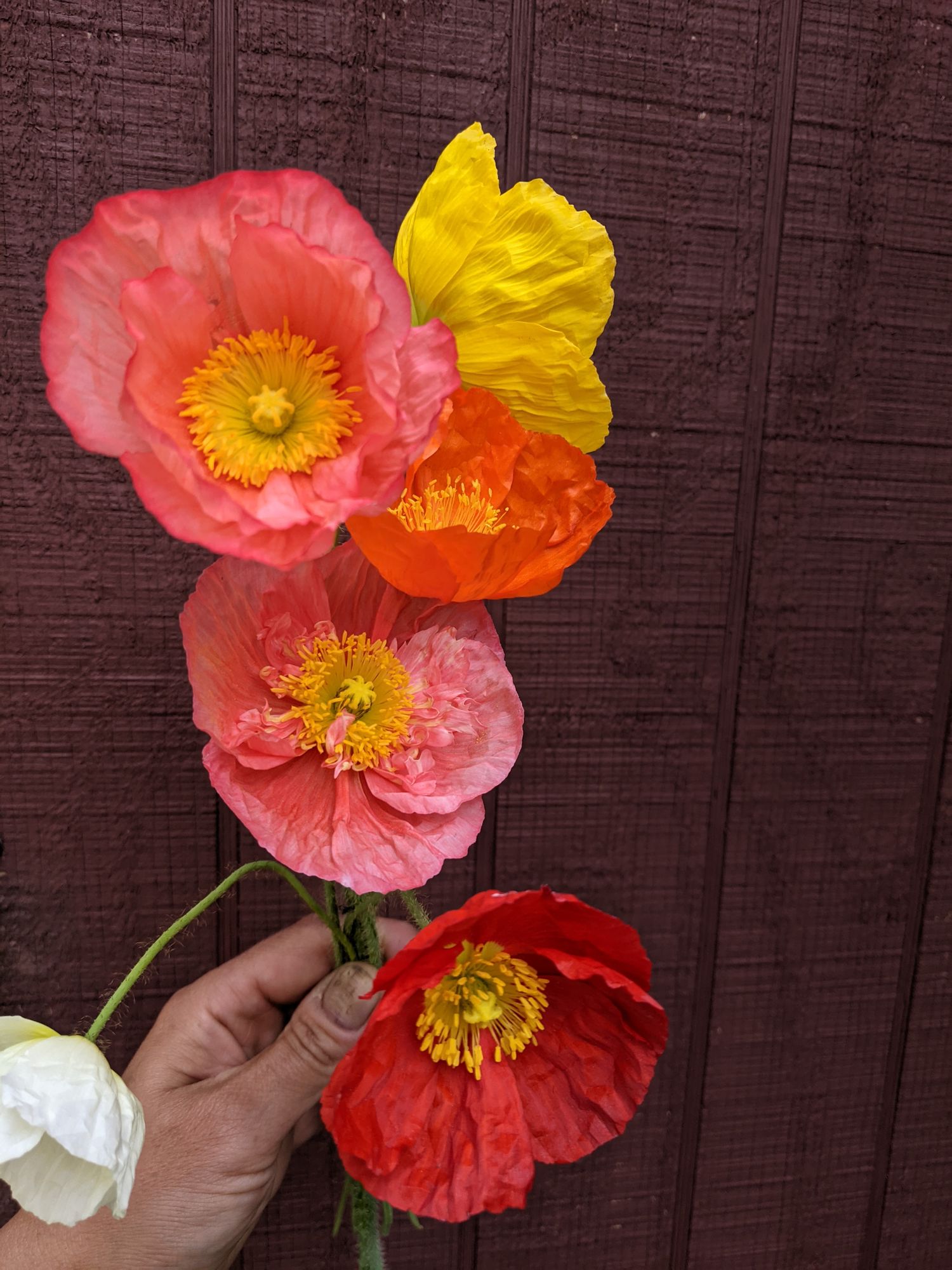 PAPAVER nudicaule Champagne Bubbles