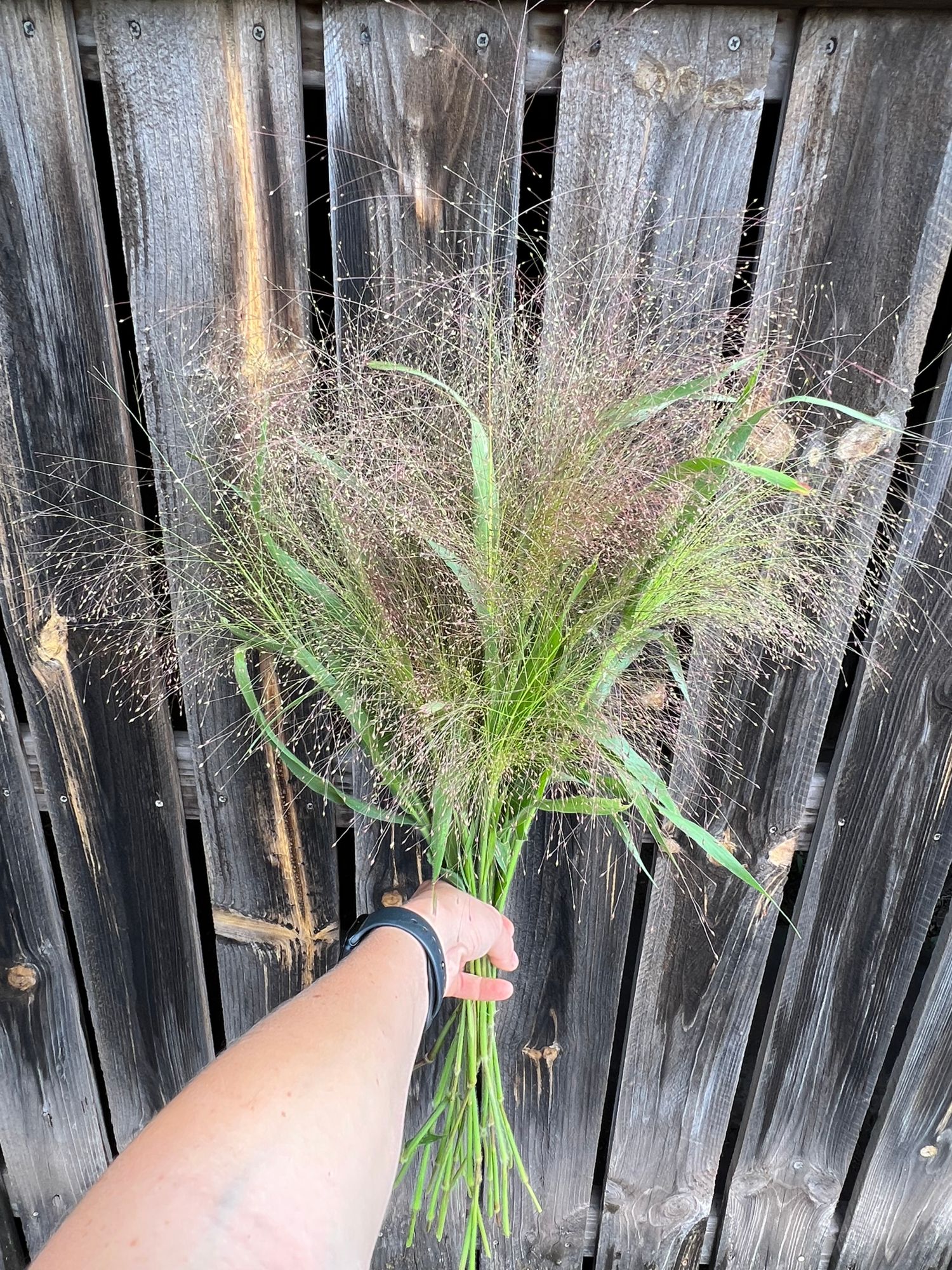 PANICUM elegans