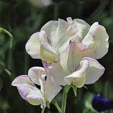 LATHYRUS odoratus April In Paris
