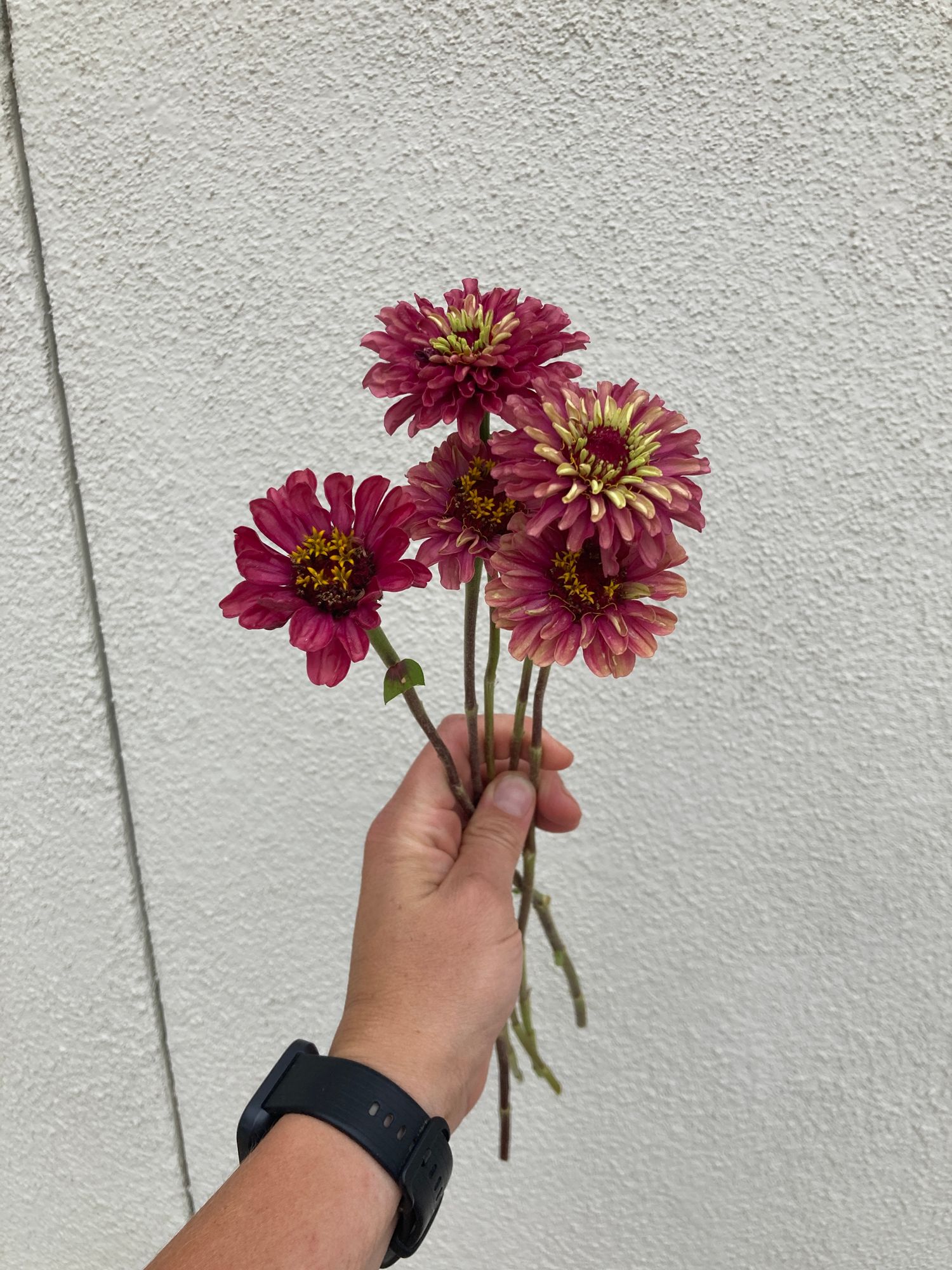 ZINNIA elegans Queeny Lime Red