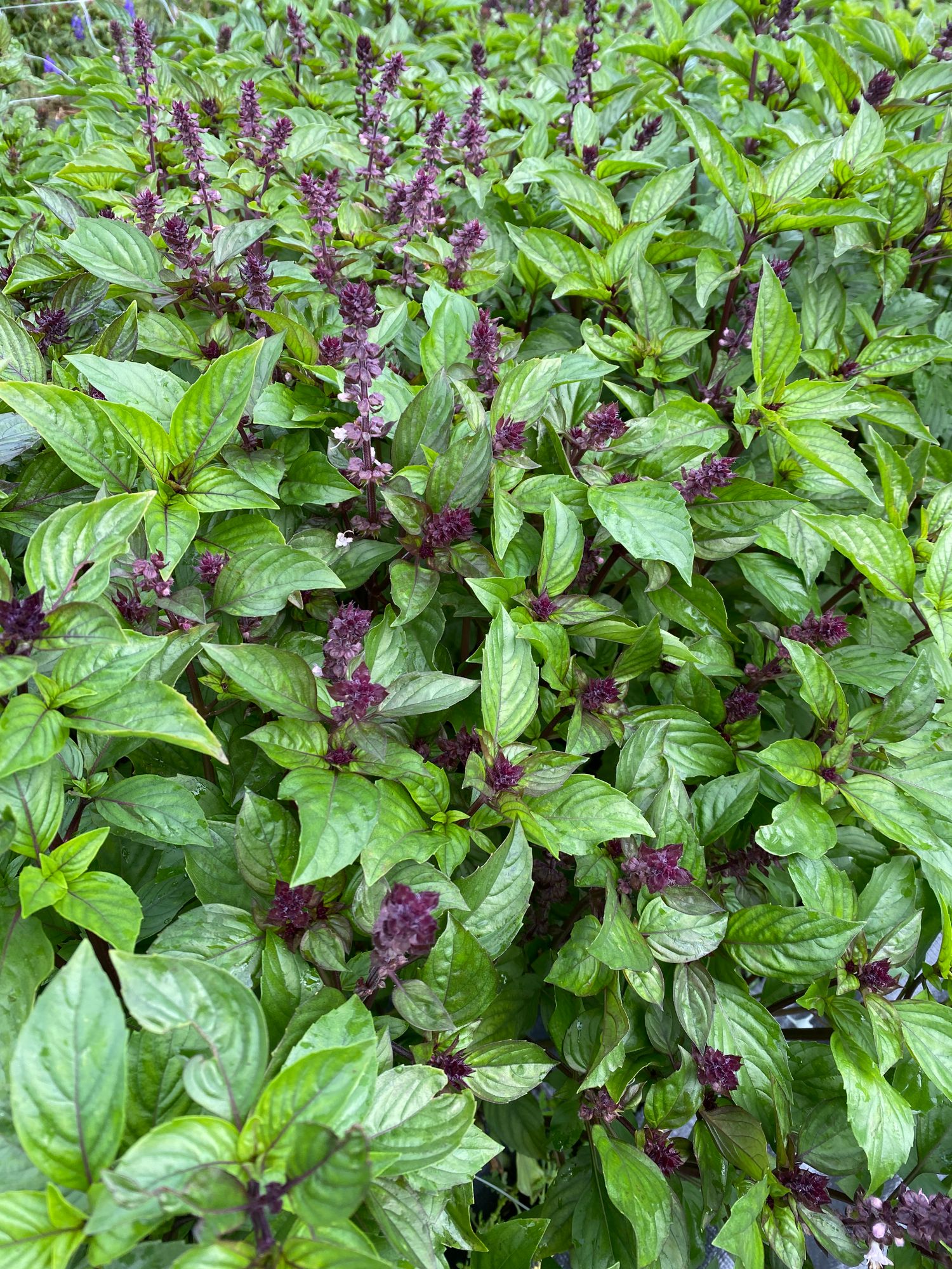 OCIMUM basilicum Cinamonette