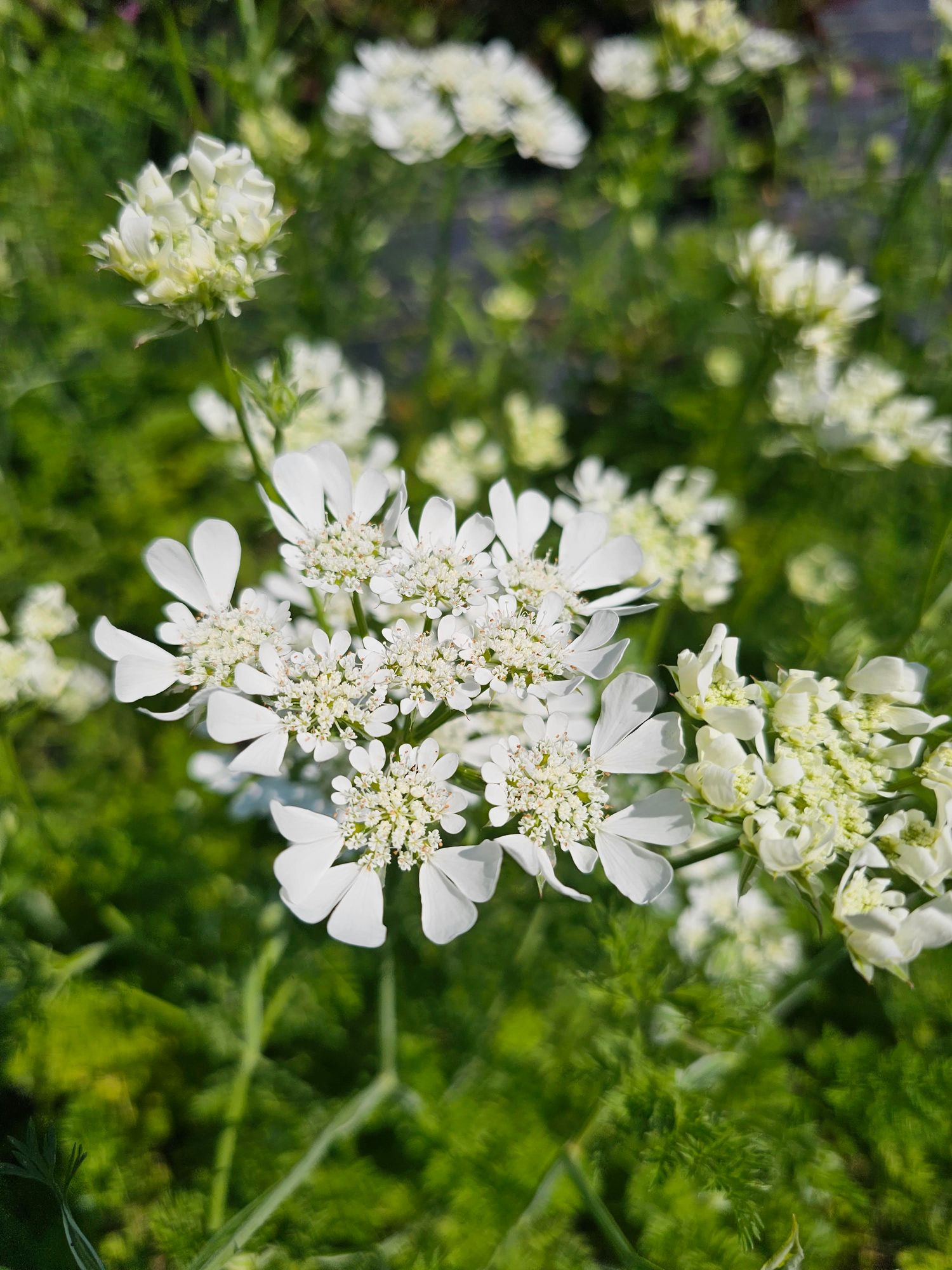 ORLAYA grandiflora