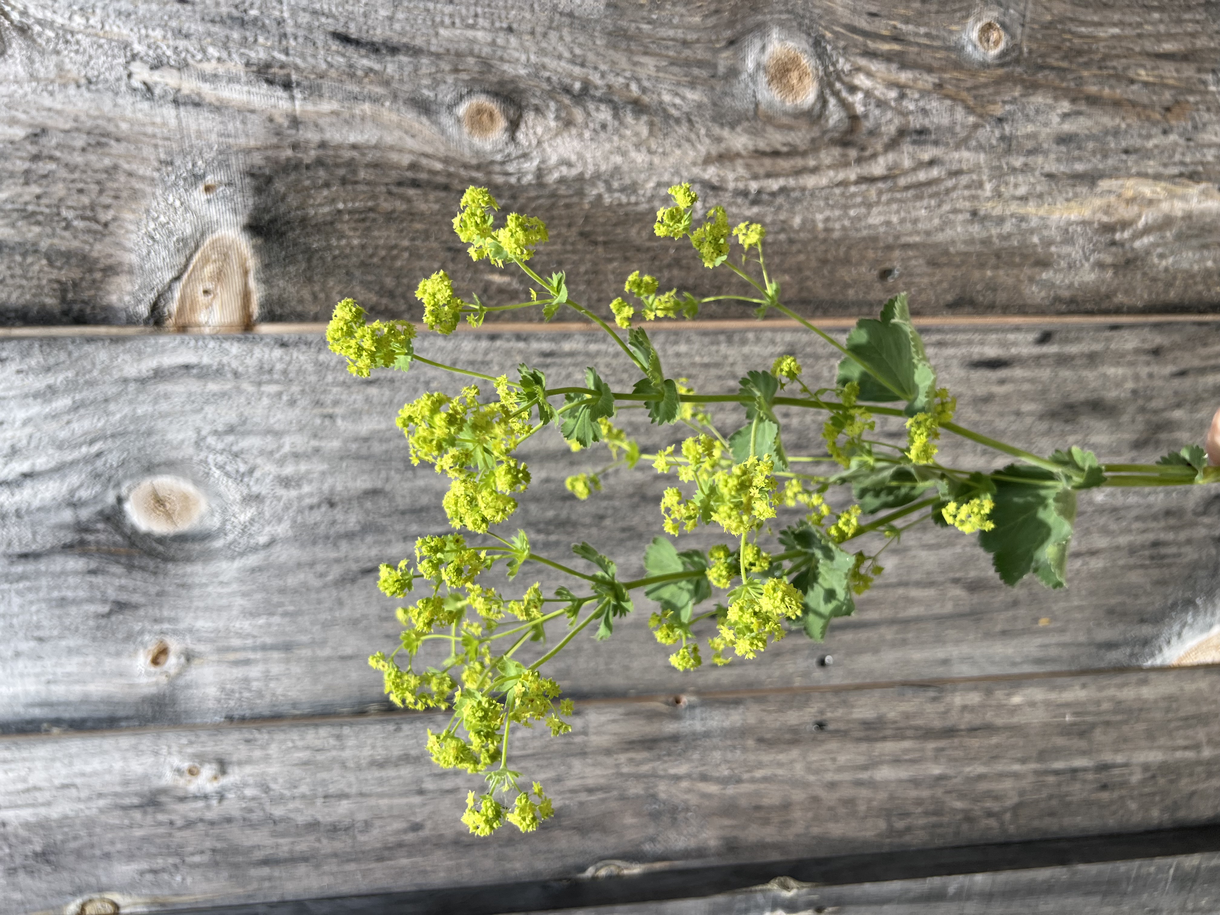 ALCHEMILLA alpina