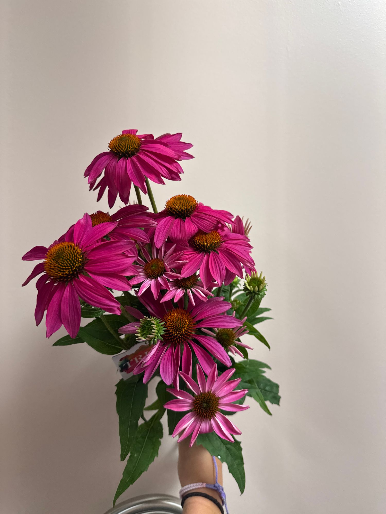 ECHINACEA angustifolia