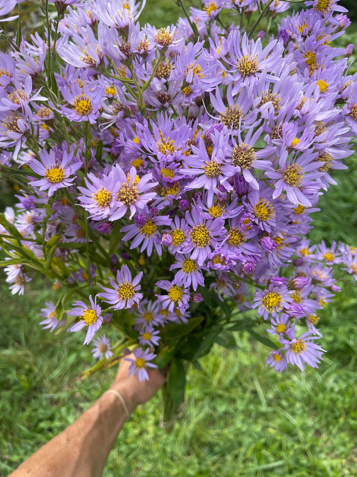 SYMPHYOTRICHUM ericoides
