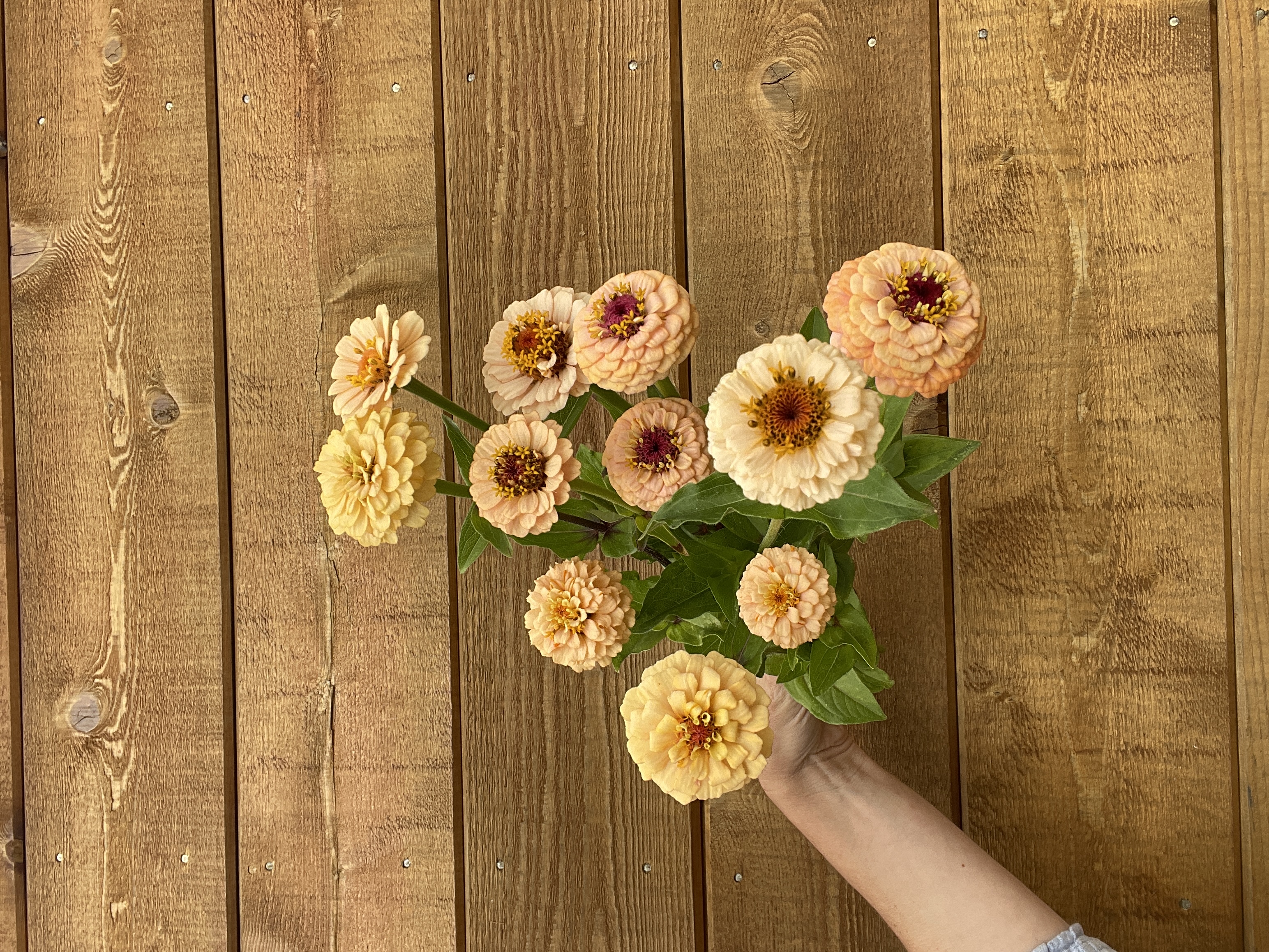 ZINNIA elegans Little Flower Girl