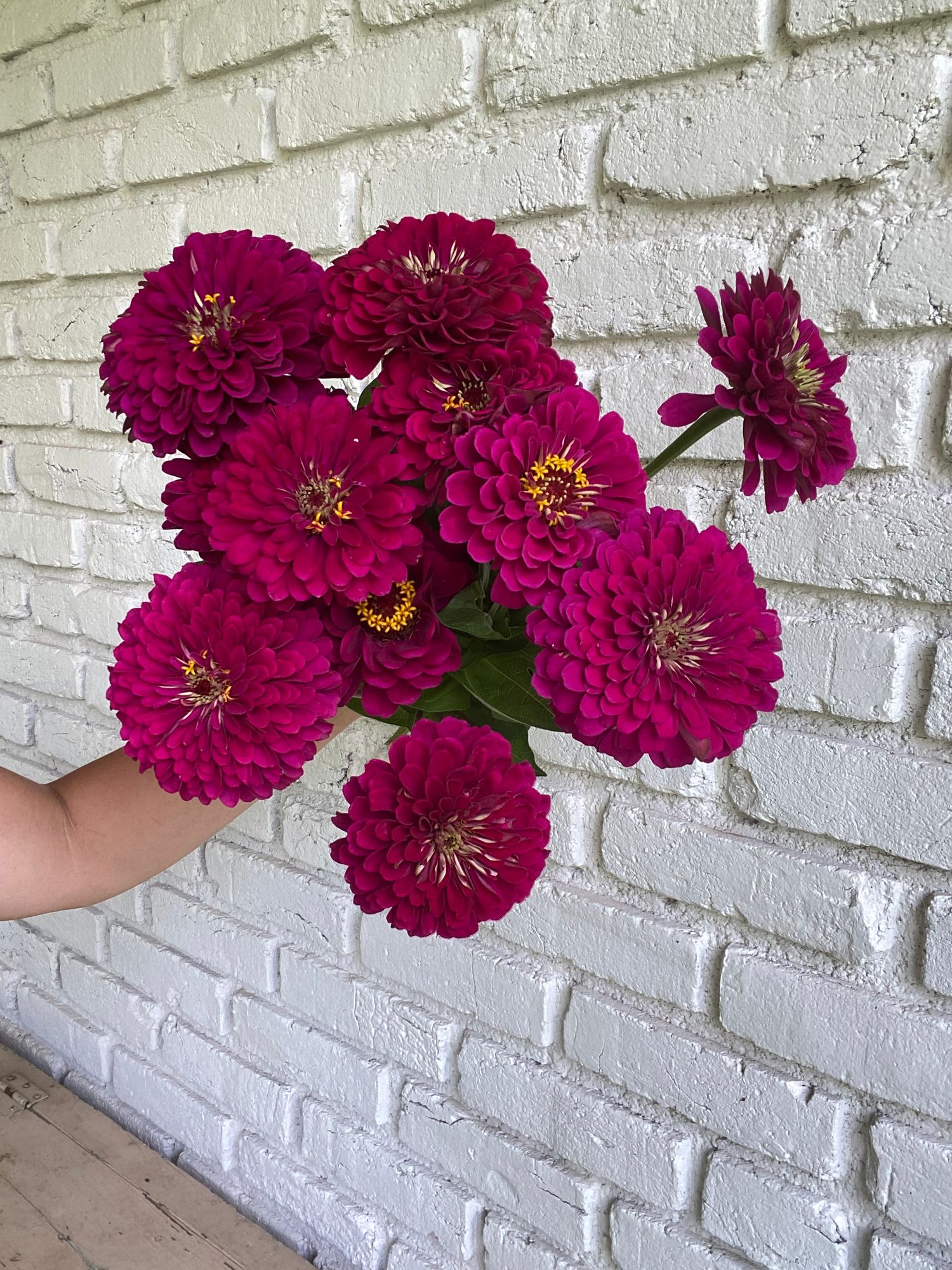 ZINNIA elegans Benarys Giant