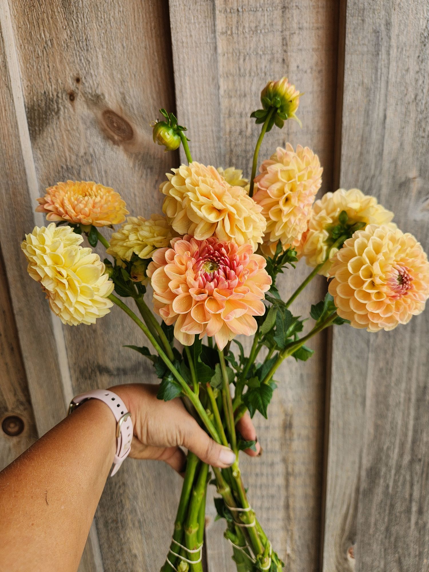 DAHLIA Crichton Honey