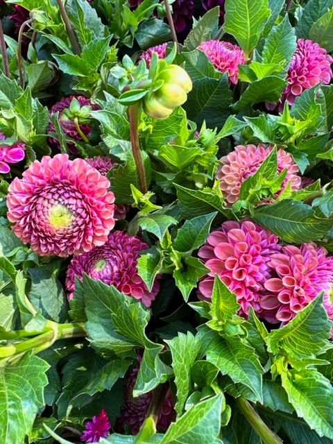 DAHLIA Caitlins Joy