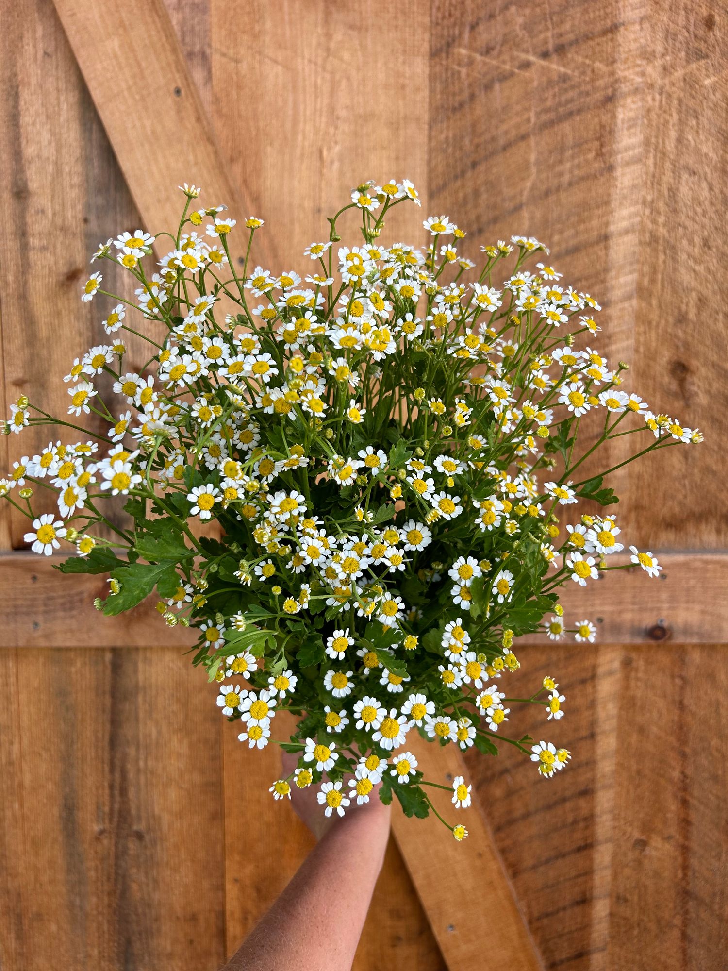 TANACETUM parthenium Magic Single