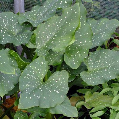 ZANTEDESCHIA x