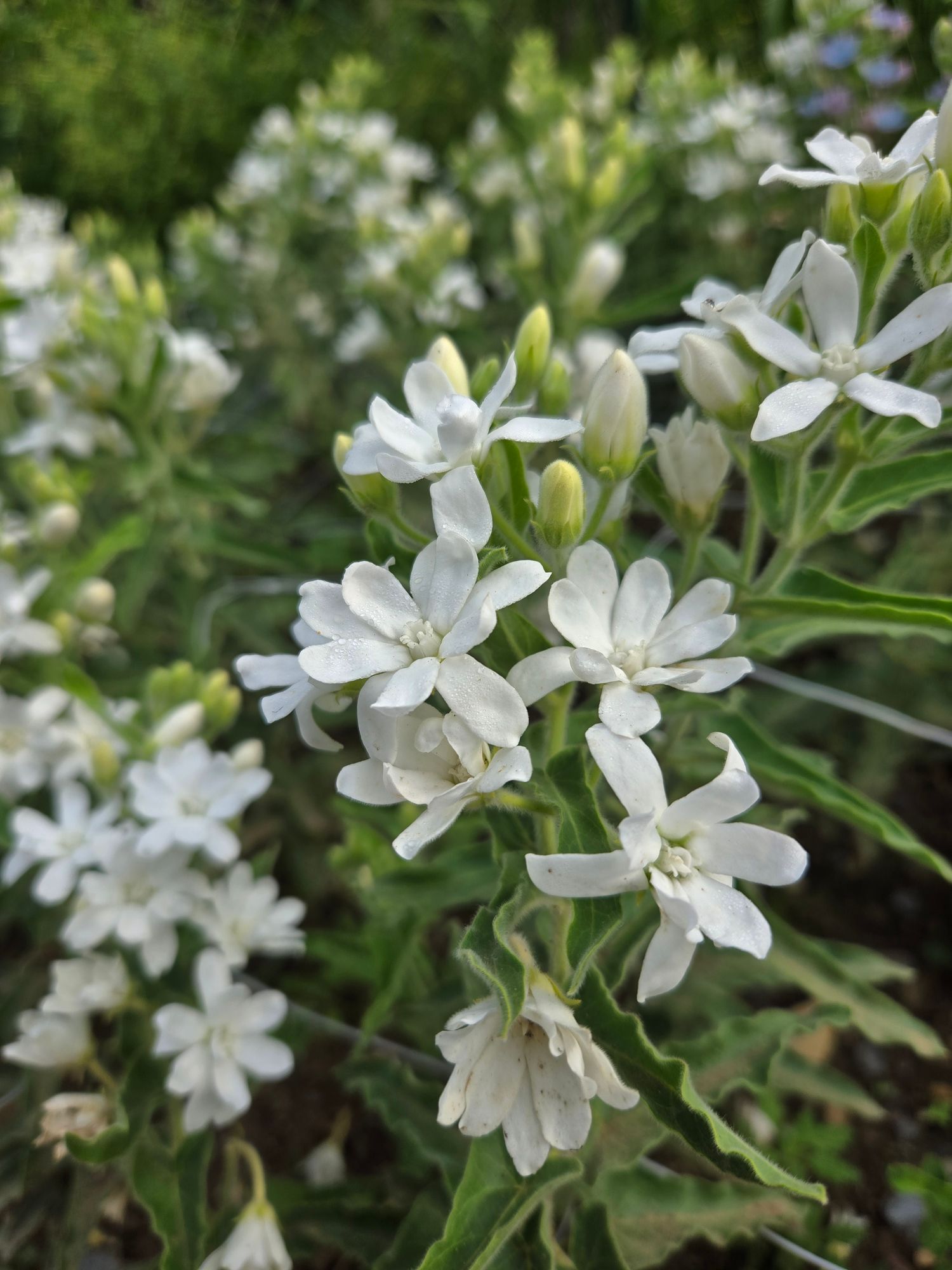 OXYPETALUM coeruleum Pint White Double Mix