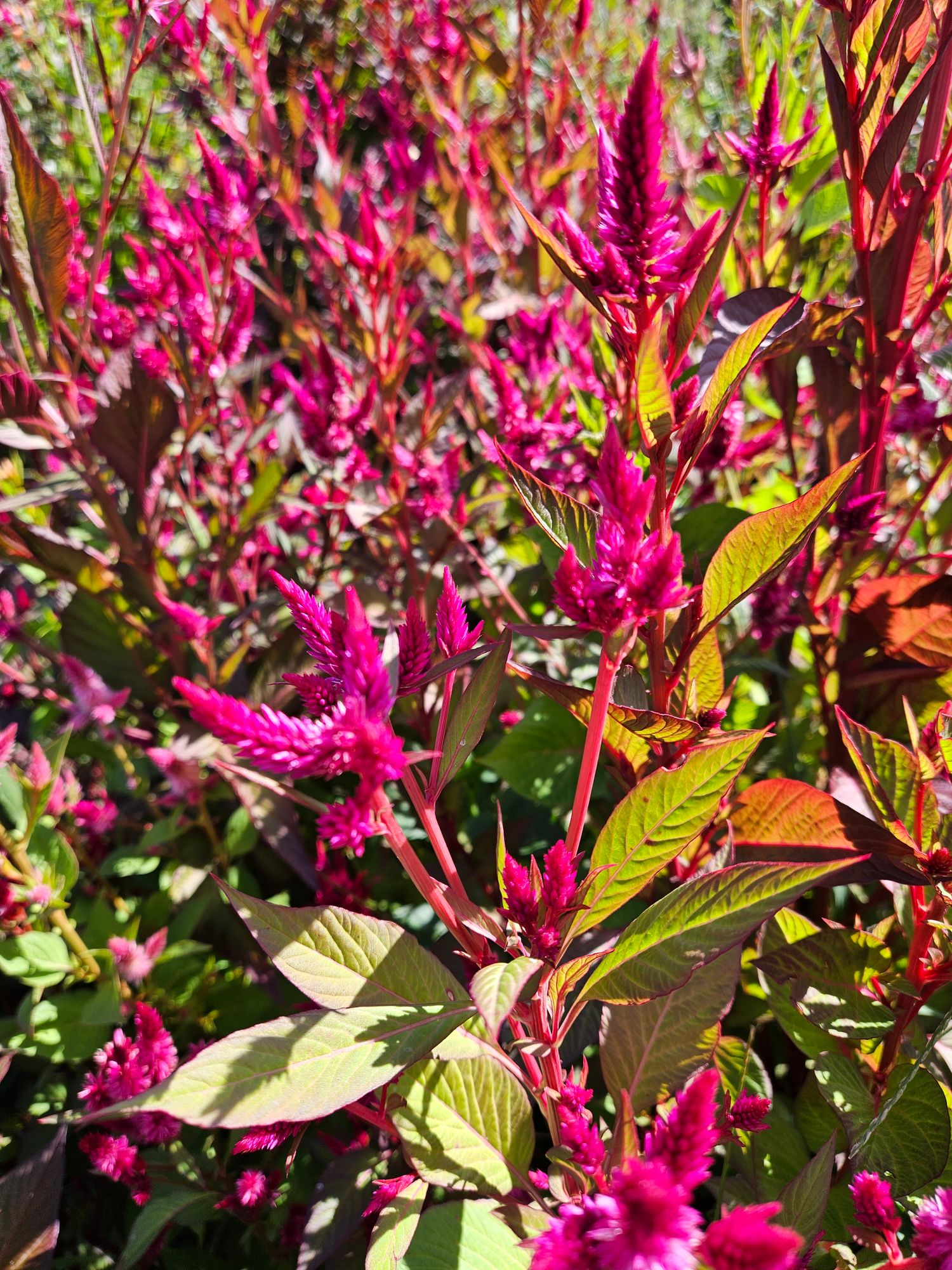 CELOSIA argentea spicata Ruby Parfait