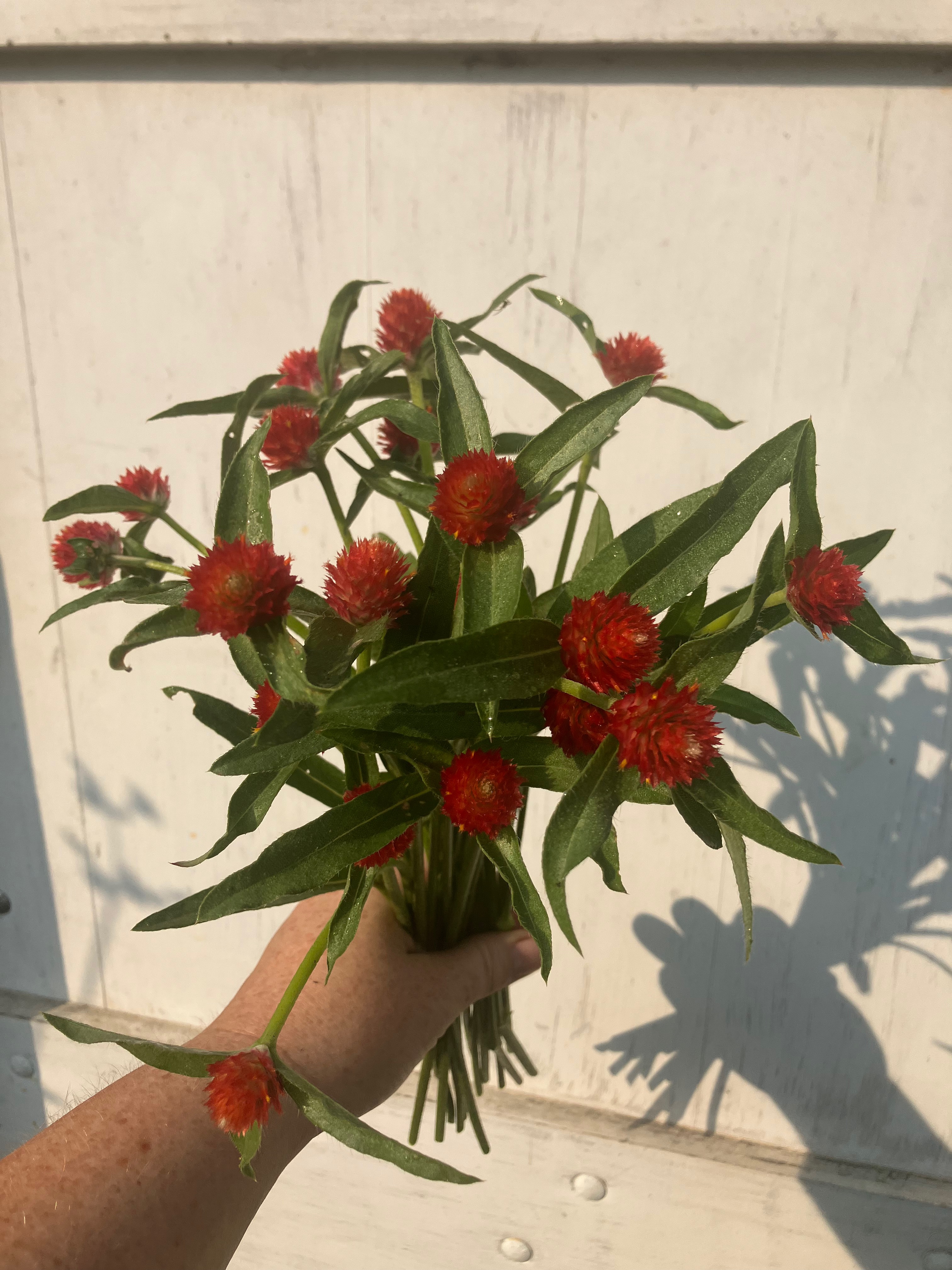 GOMPHRENA globosa