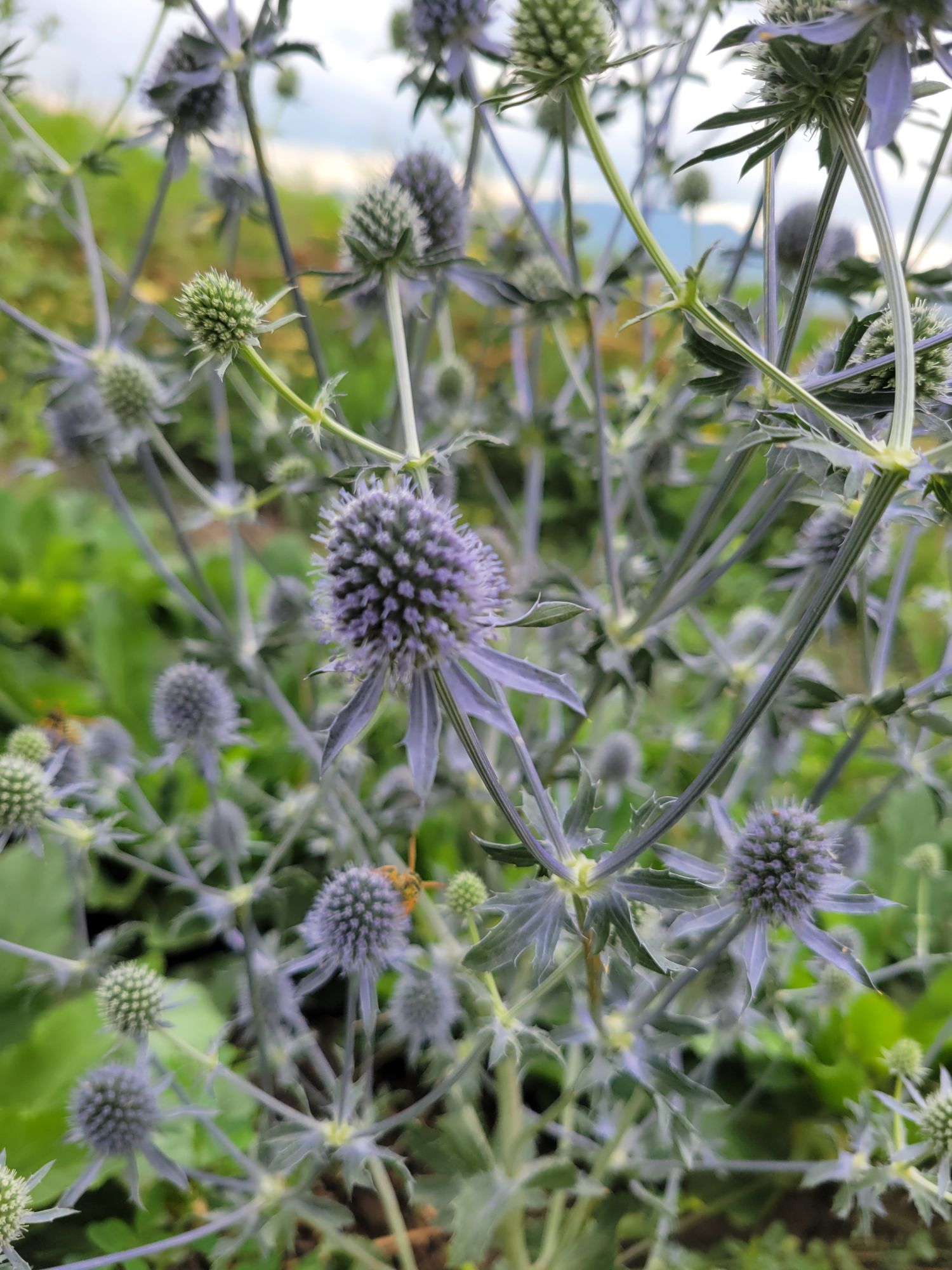 ERYNGIUM agavifolium