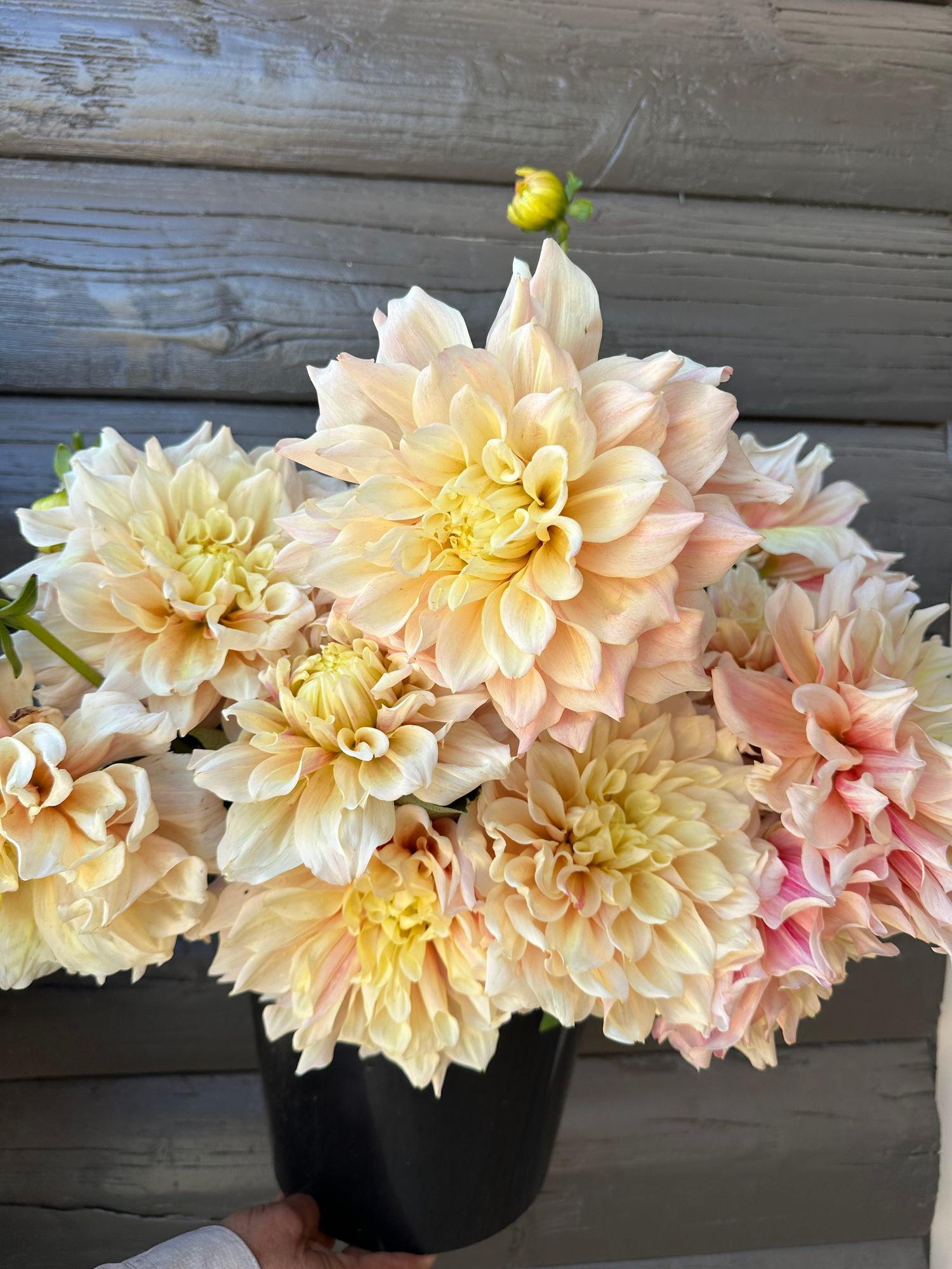 DAHLIA Breakout