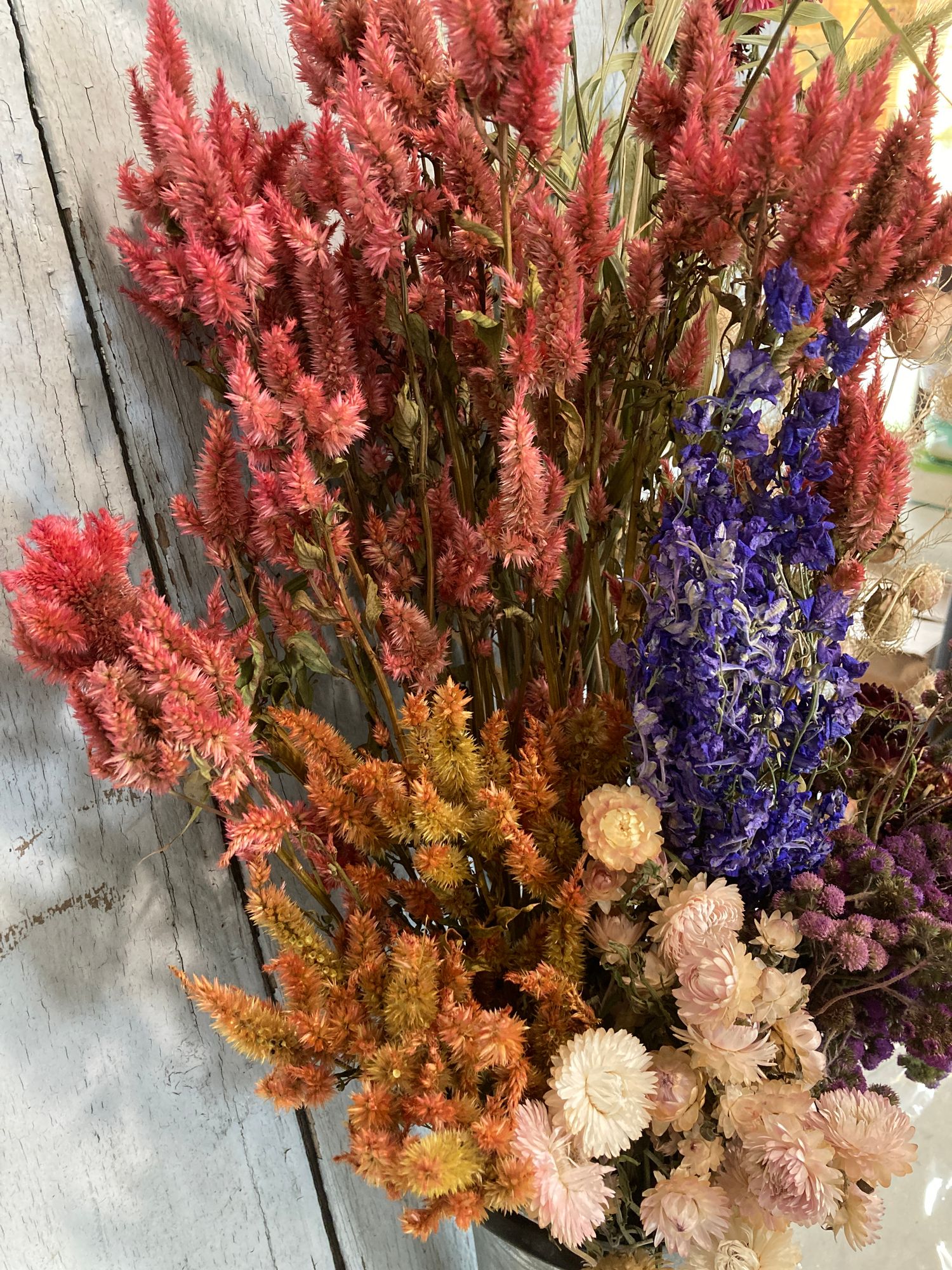 CELOSIA argentea spicata