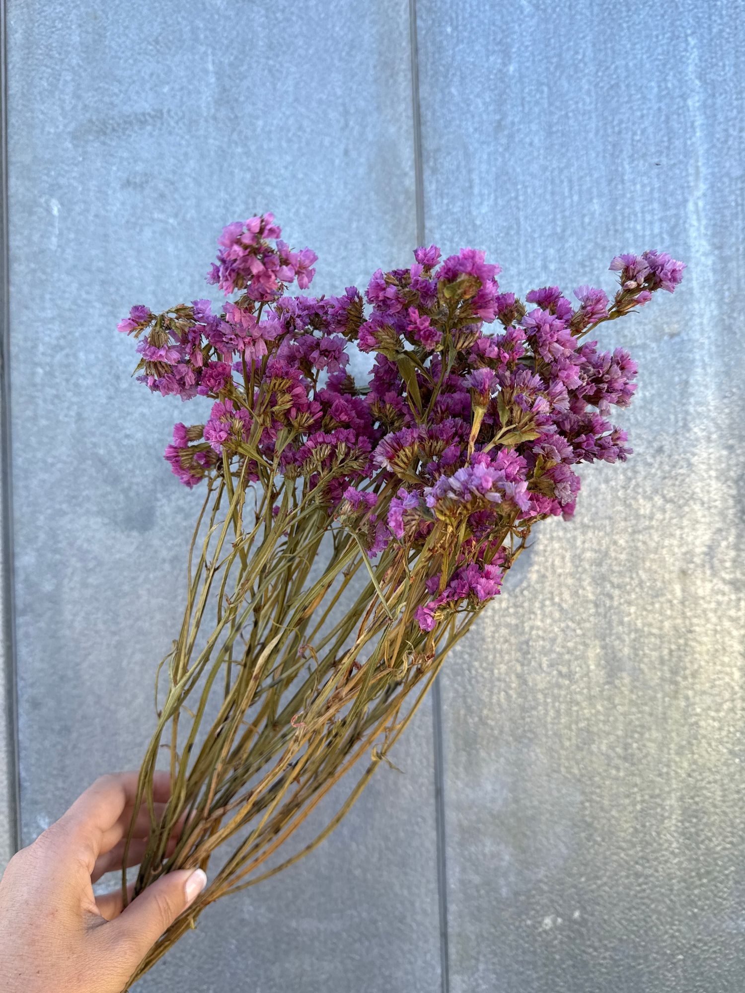 LIMONIUM sinuatum
