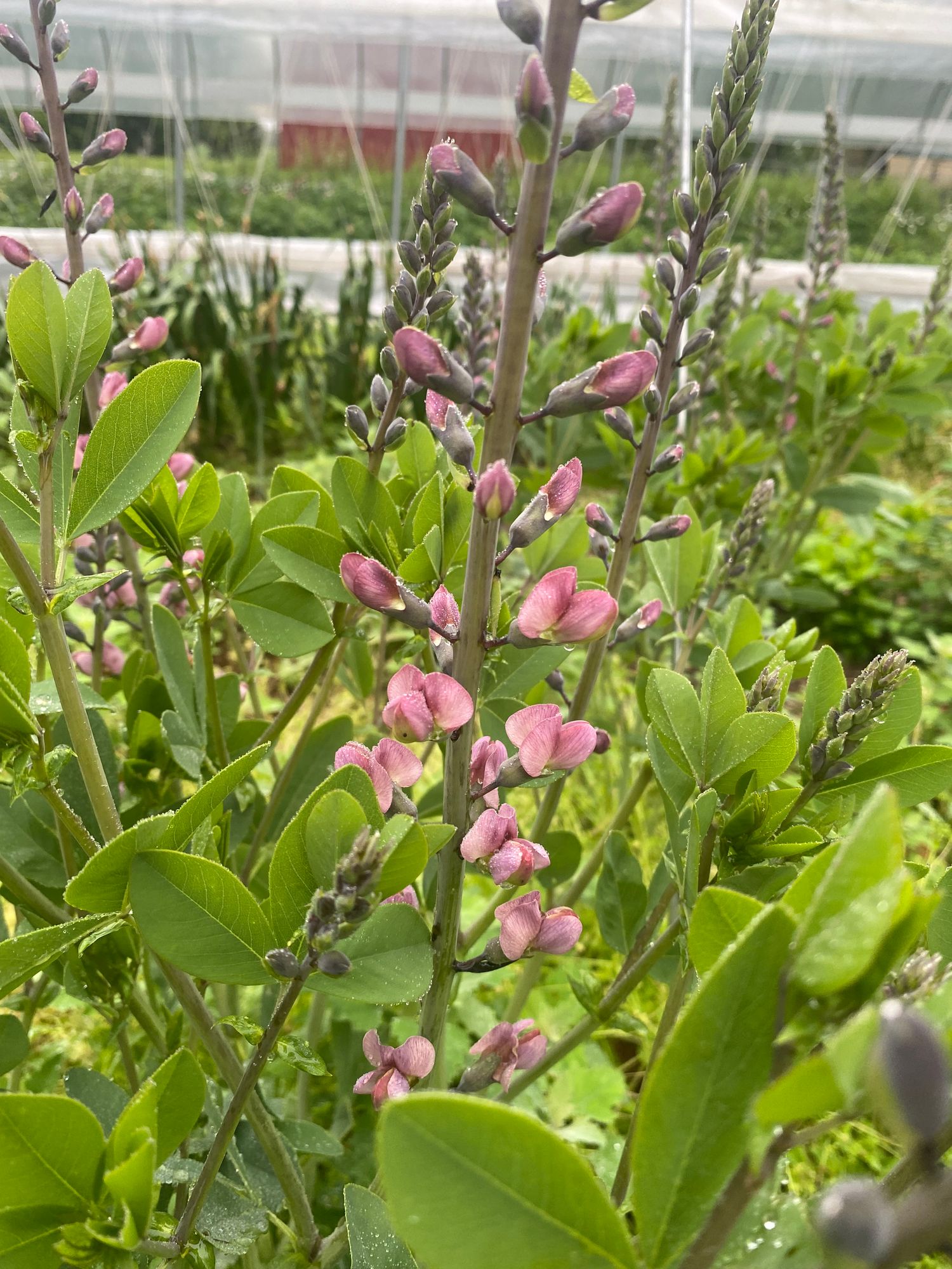 BAPTISIA x Decadence Pink Truffles