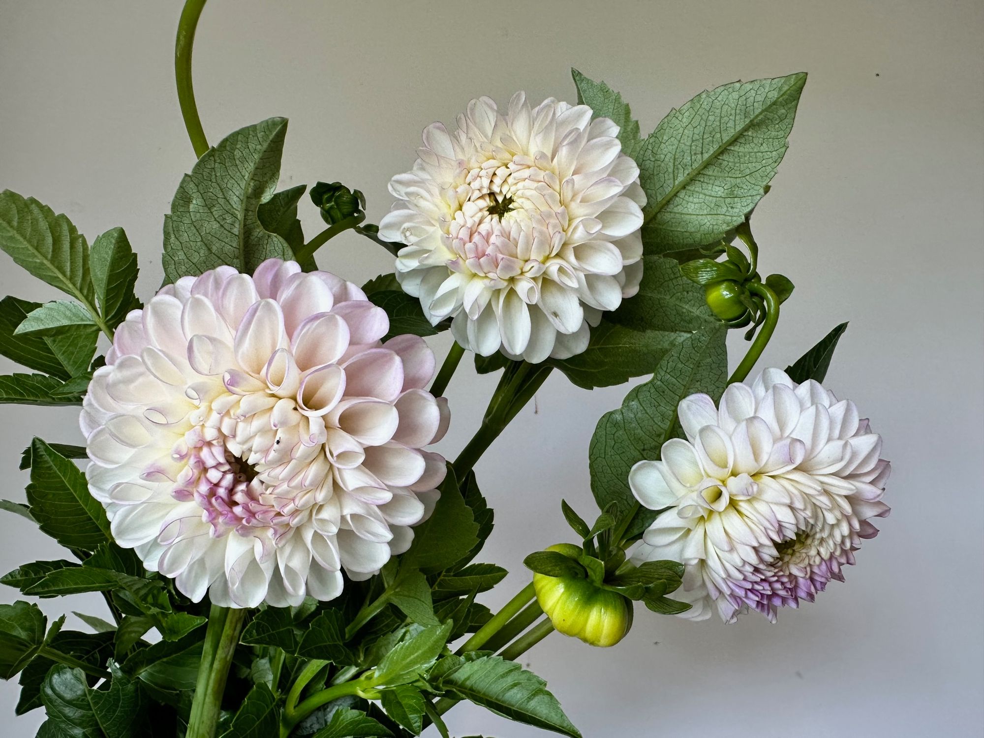 DAHLIA Snoho Sonia