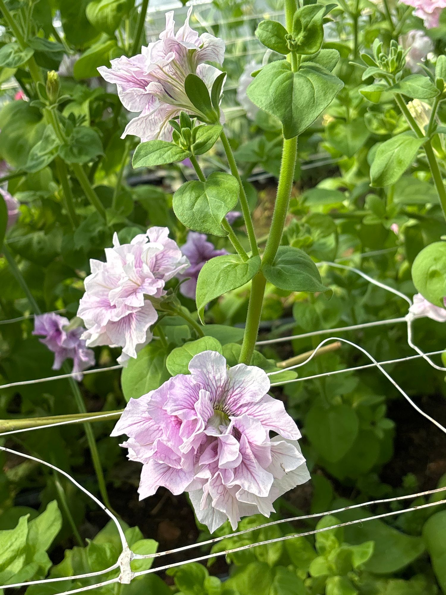 PETUNIA grandiflora Doppio Allegretta