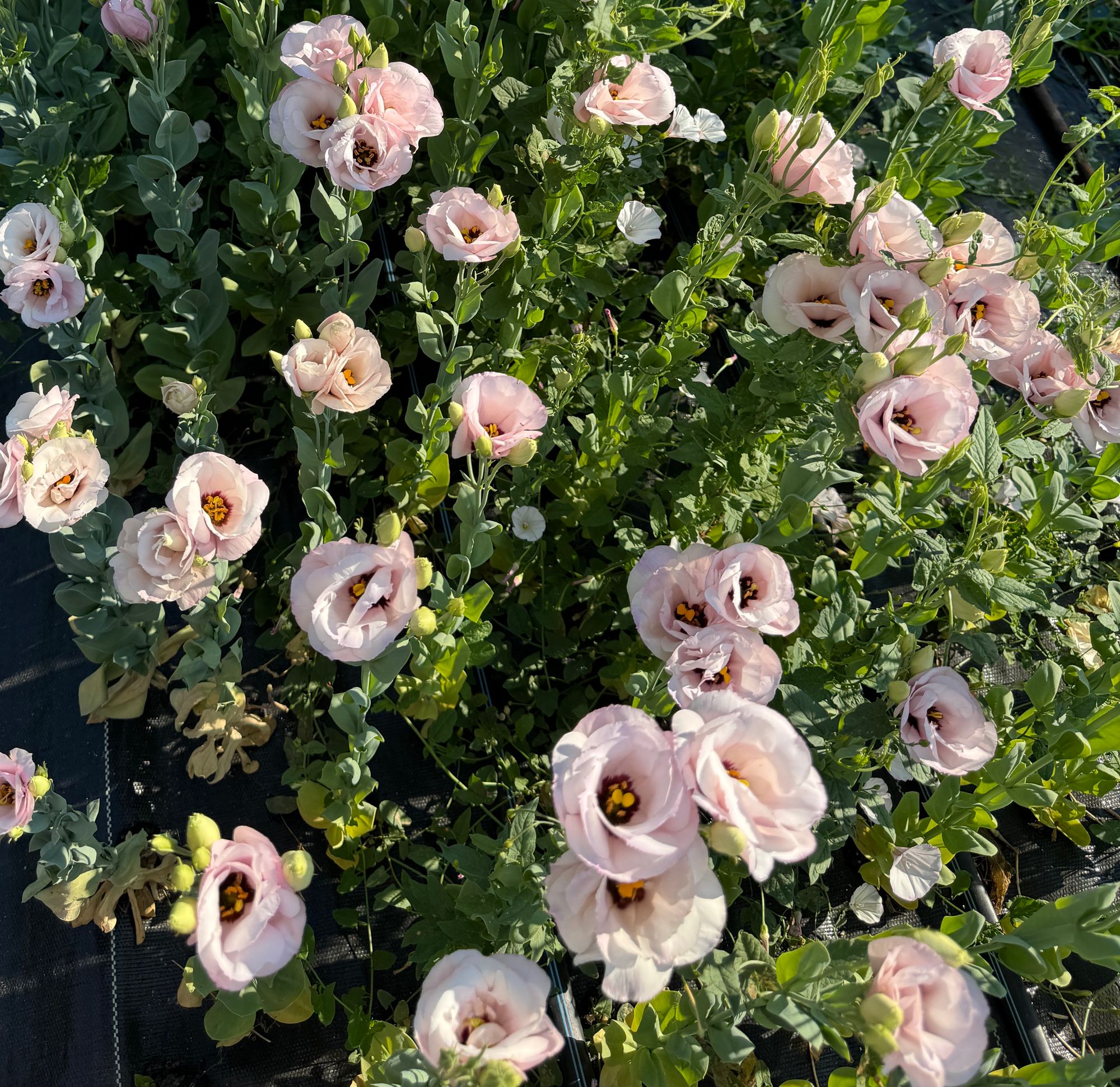 EUSTOMA grandiflorum Arena Light Pink