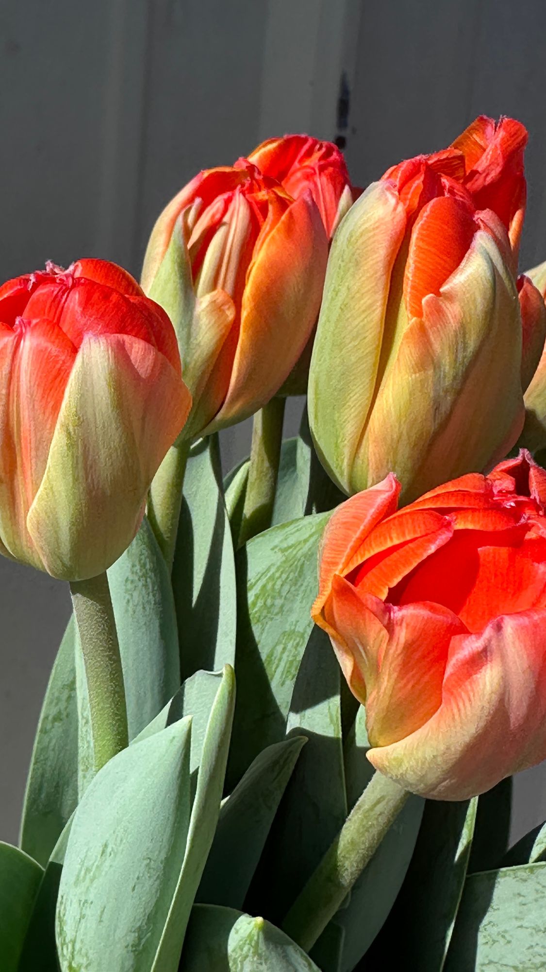 TULIPA Queensland