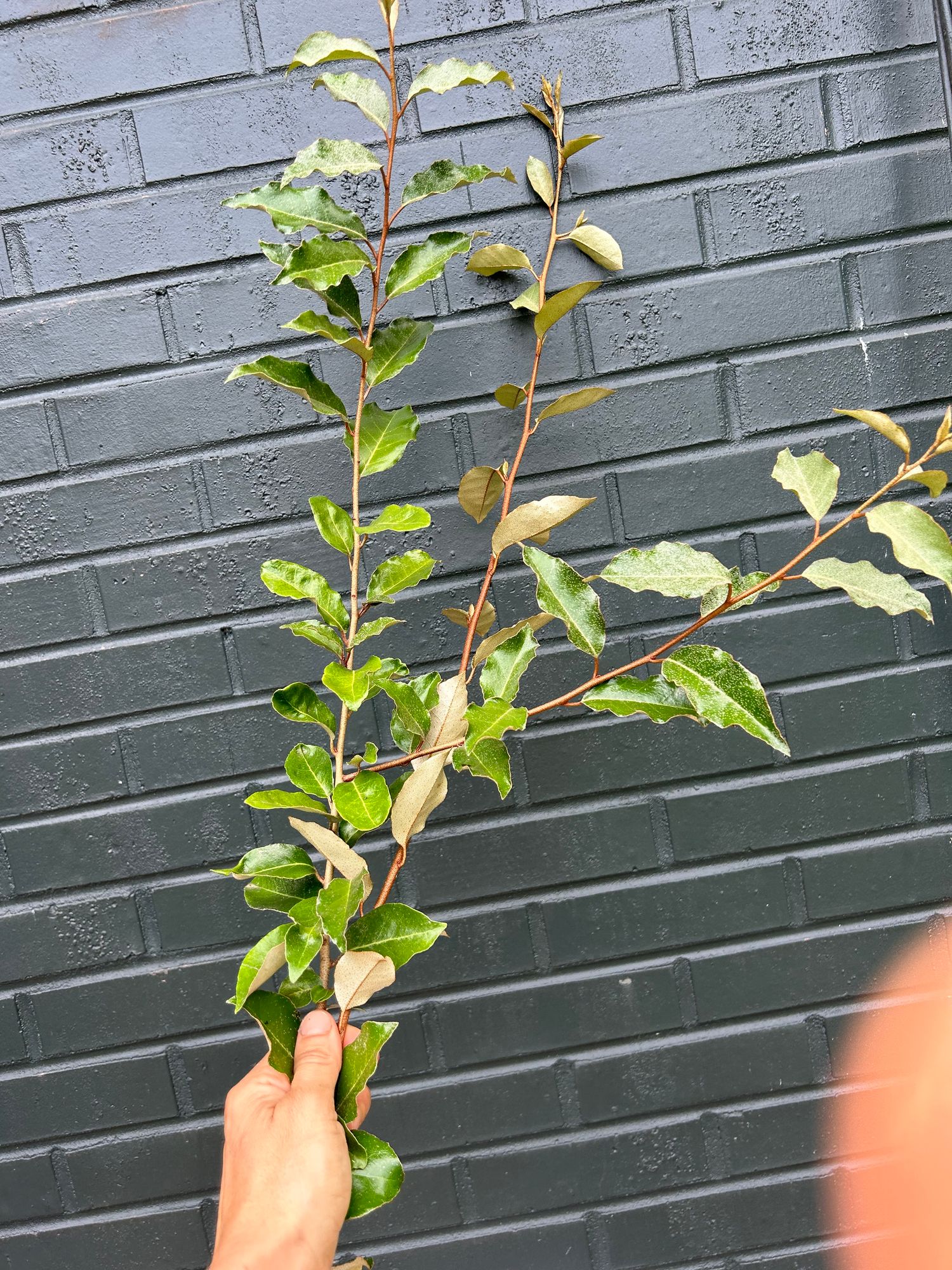 ELAEAGNUS angustifolia