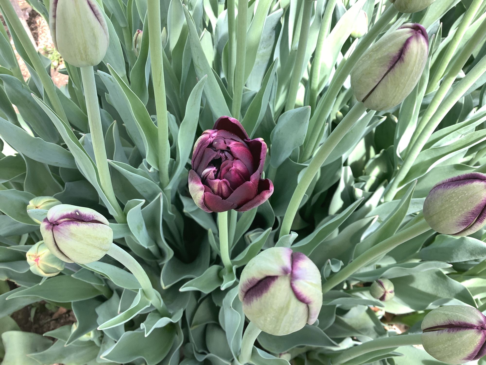 TULIPA Black Hero