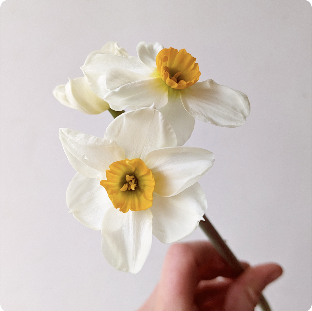 NARCISSUS Geranium