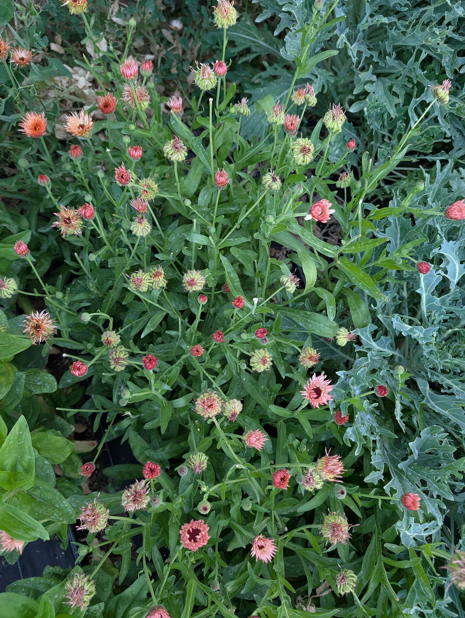 CALENDULA officinalis