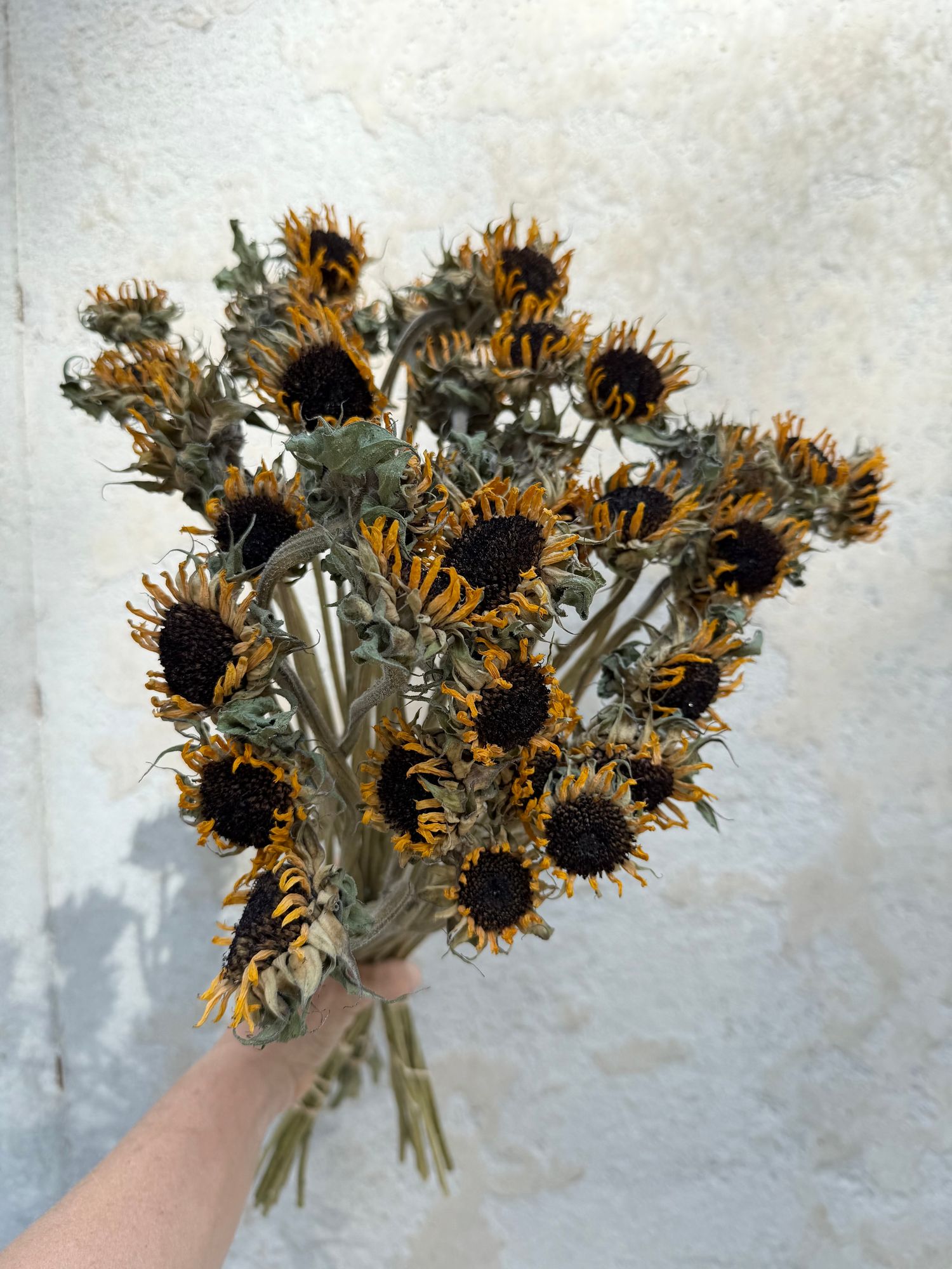 HELIANTHUS annuus SunFill Purple