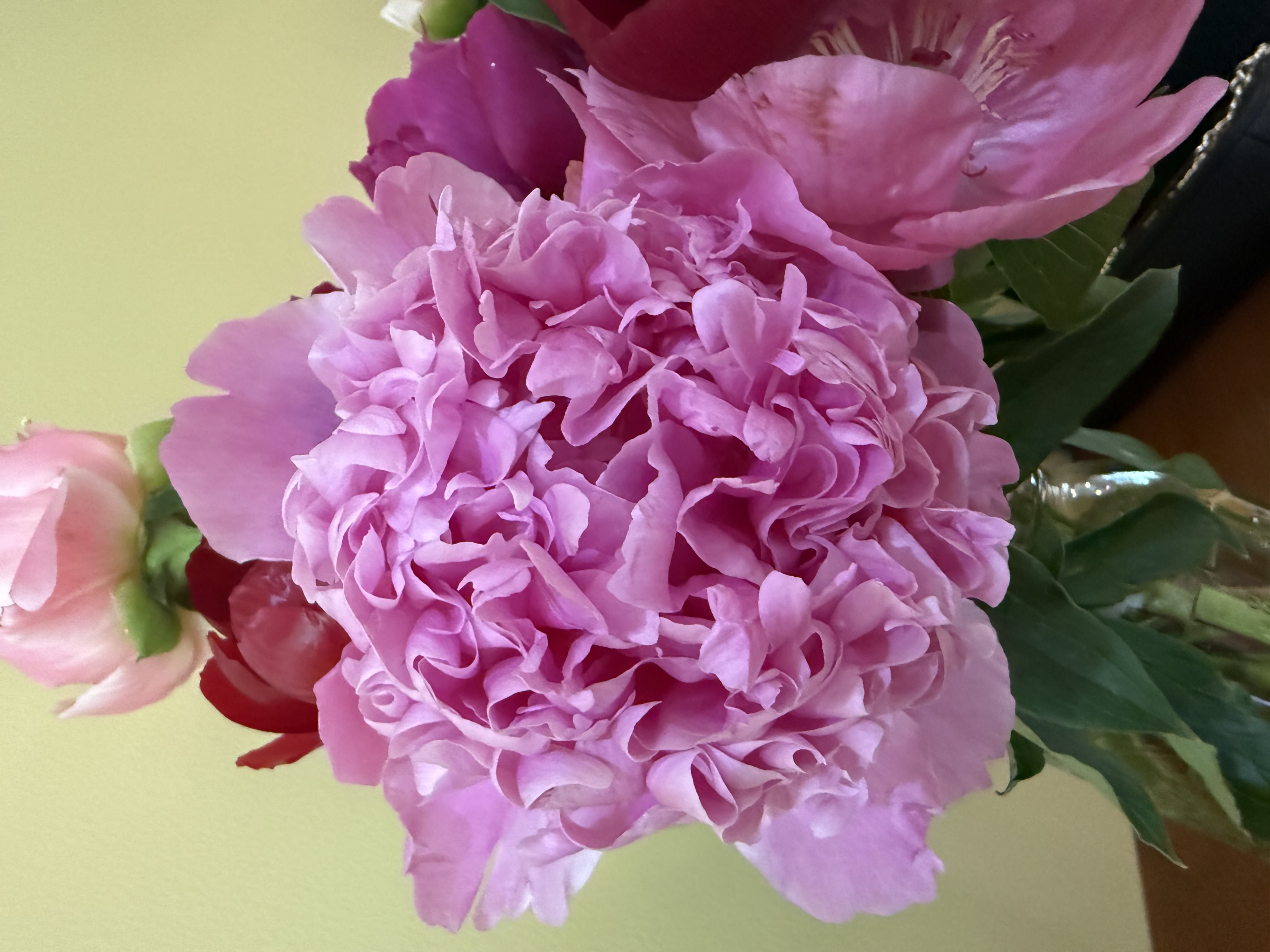 PAEONIA lactiflora Sarah Bernhardt
