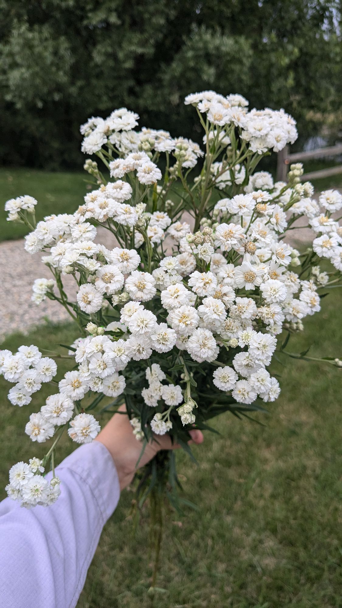 ACHILLEA ptarmica Double Diamond
