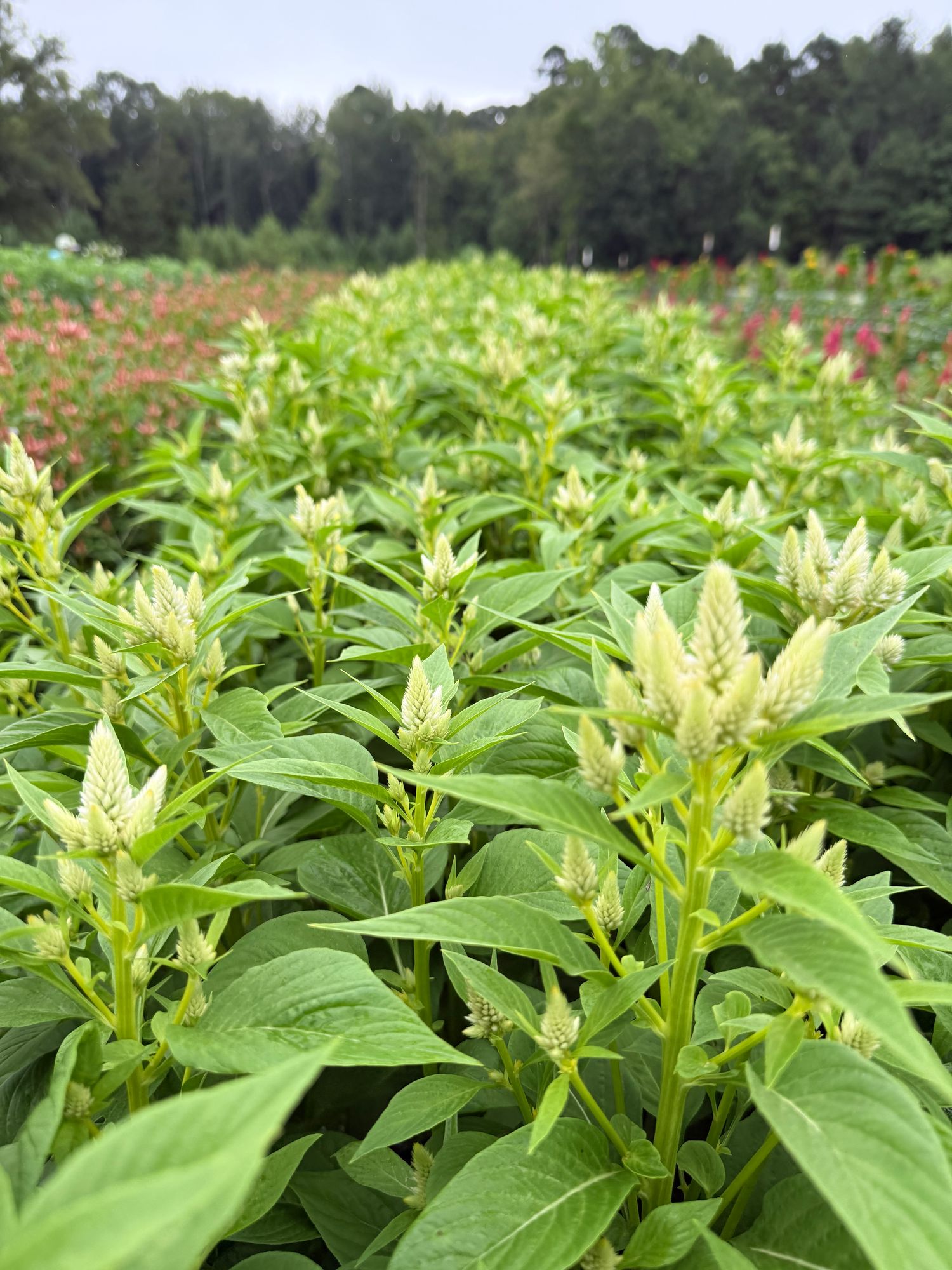 CELOSIA argentea spicata Celway White