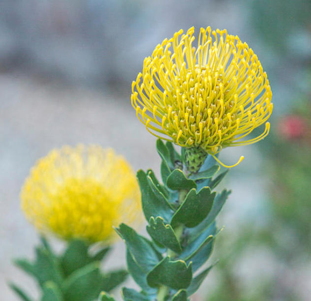 LEUCOSPERMUM