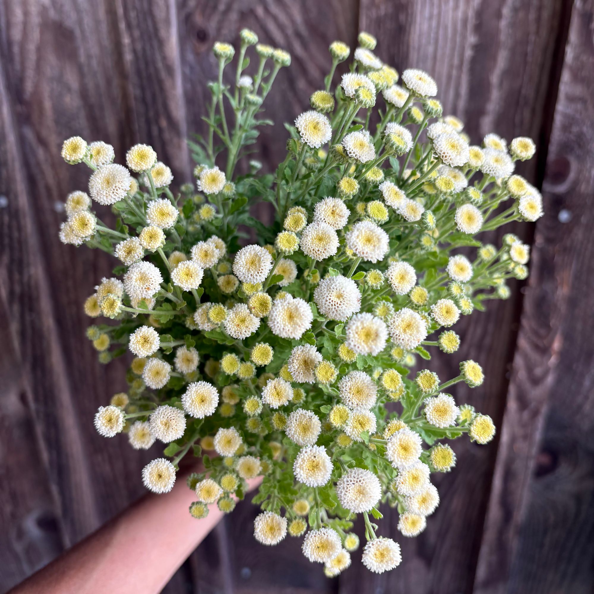 TANACETUM parthenium Magic Lime Green