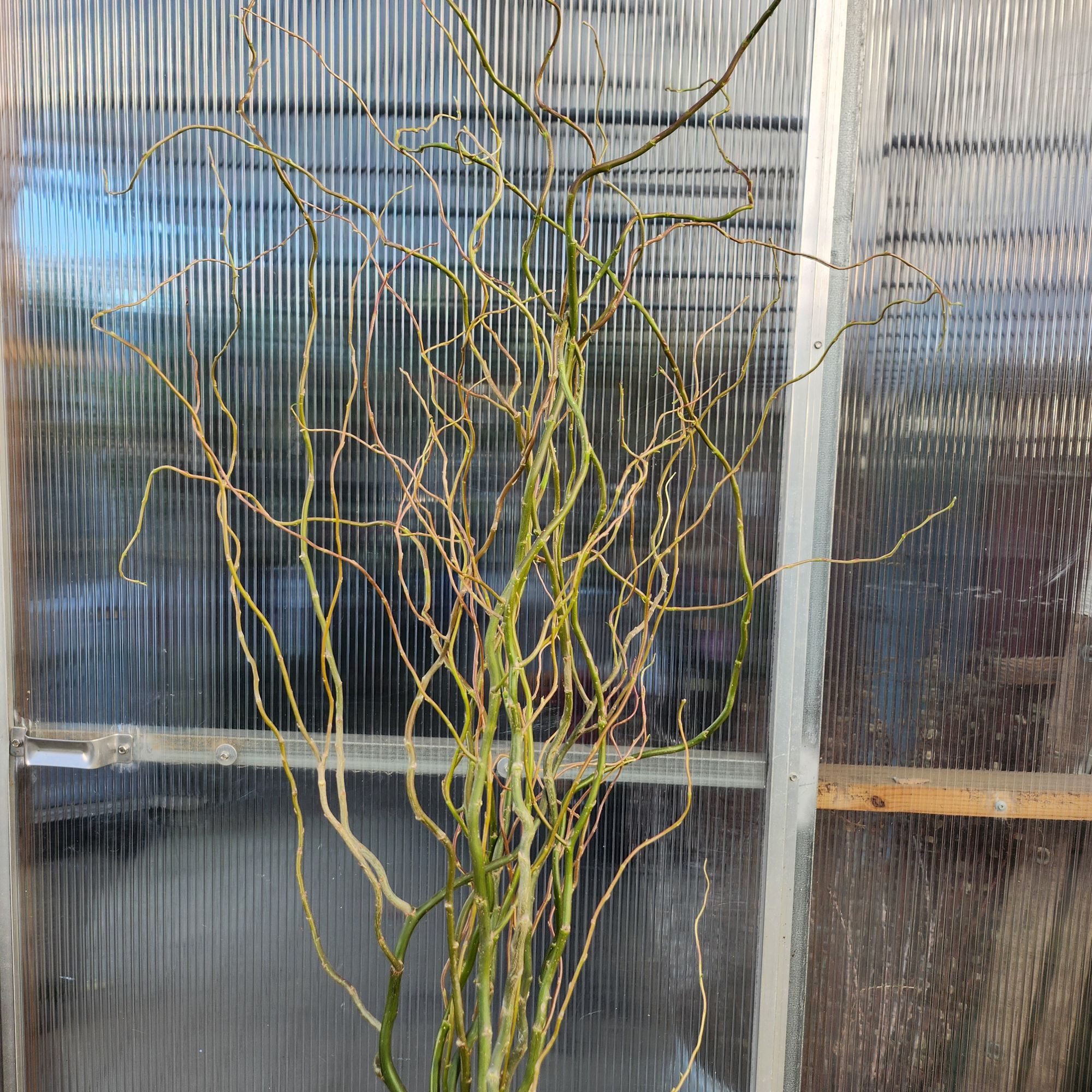 SALIX matsudana var. tortuosa