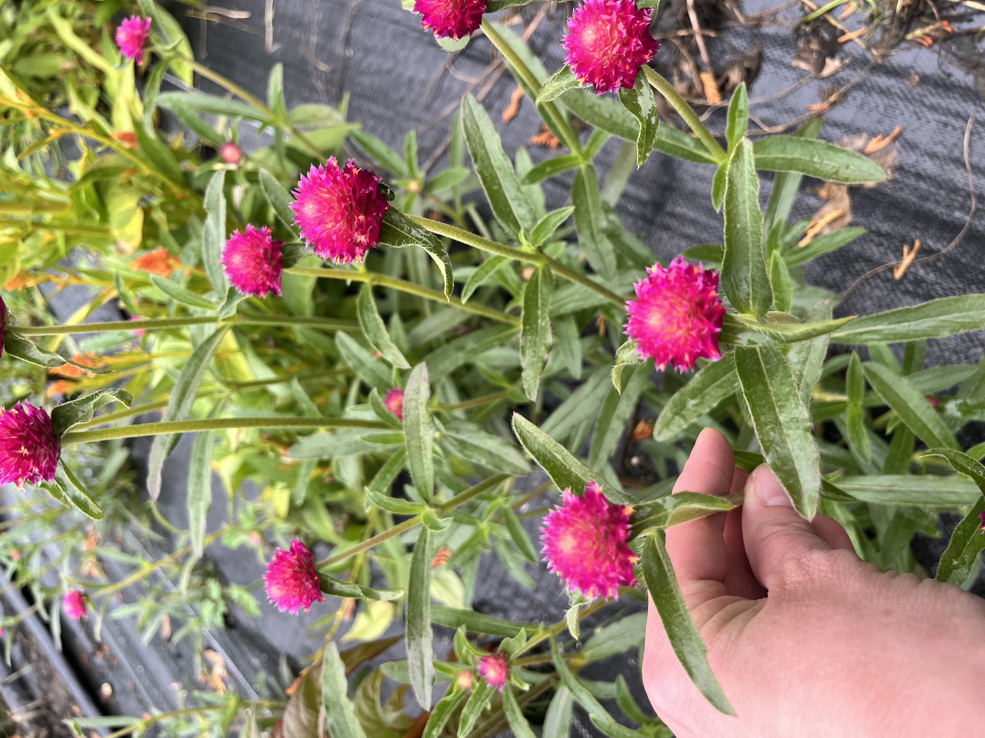 GOMPHRENA globosa