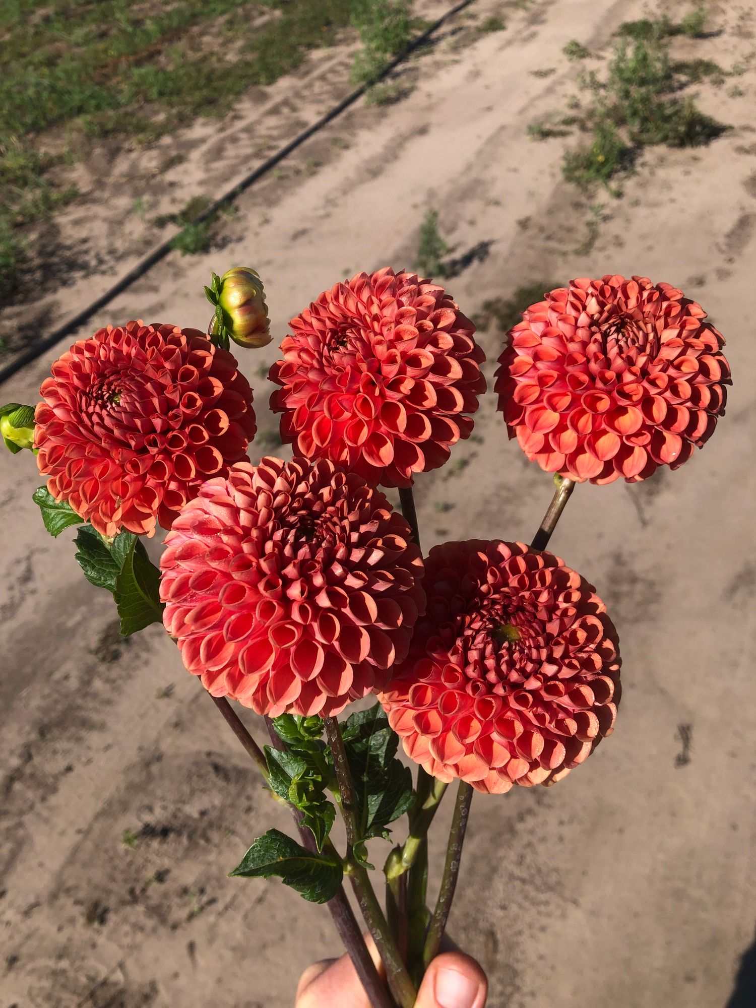 DAHLIA Cornel Bronze