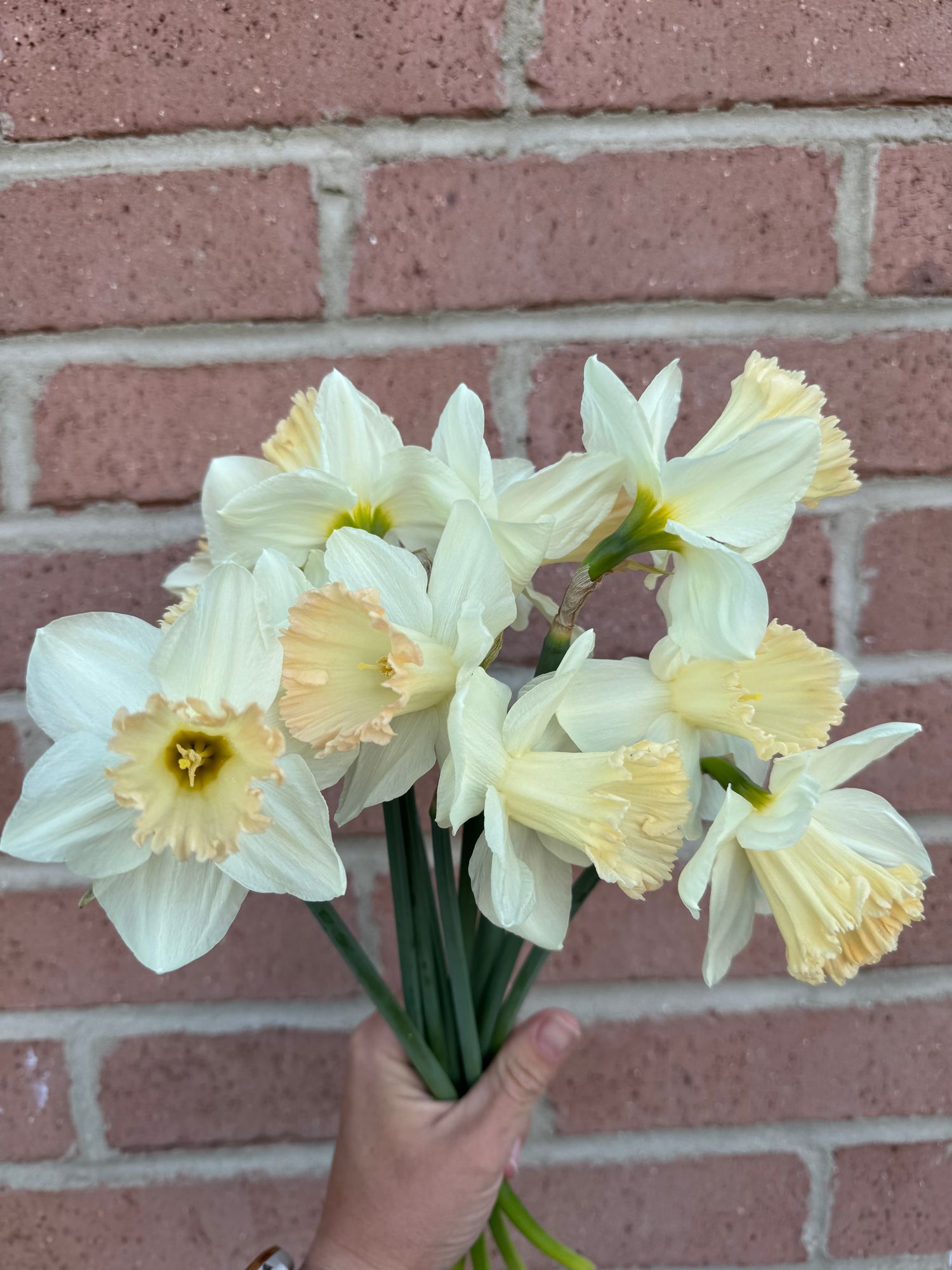 NARCISSUS British Gamble